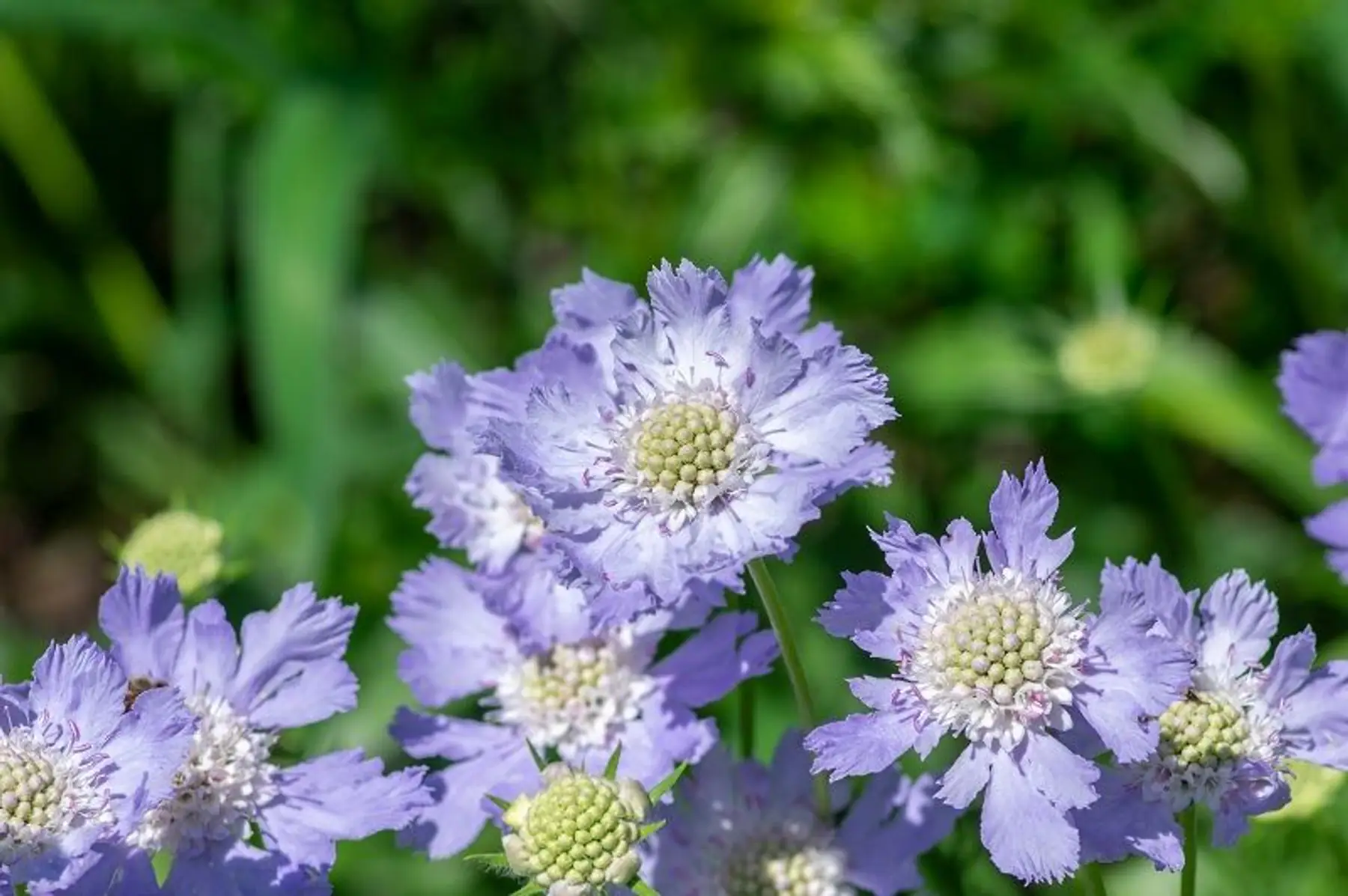 Scabieuse du Caucase Perfecta blue (Scabiosa caucasica)