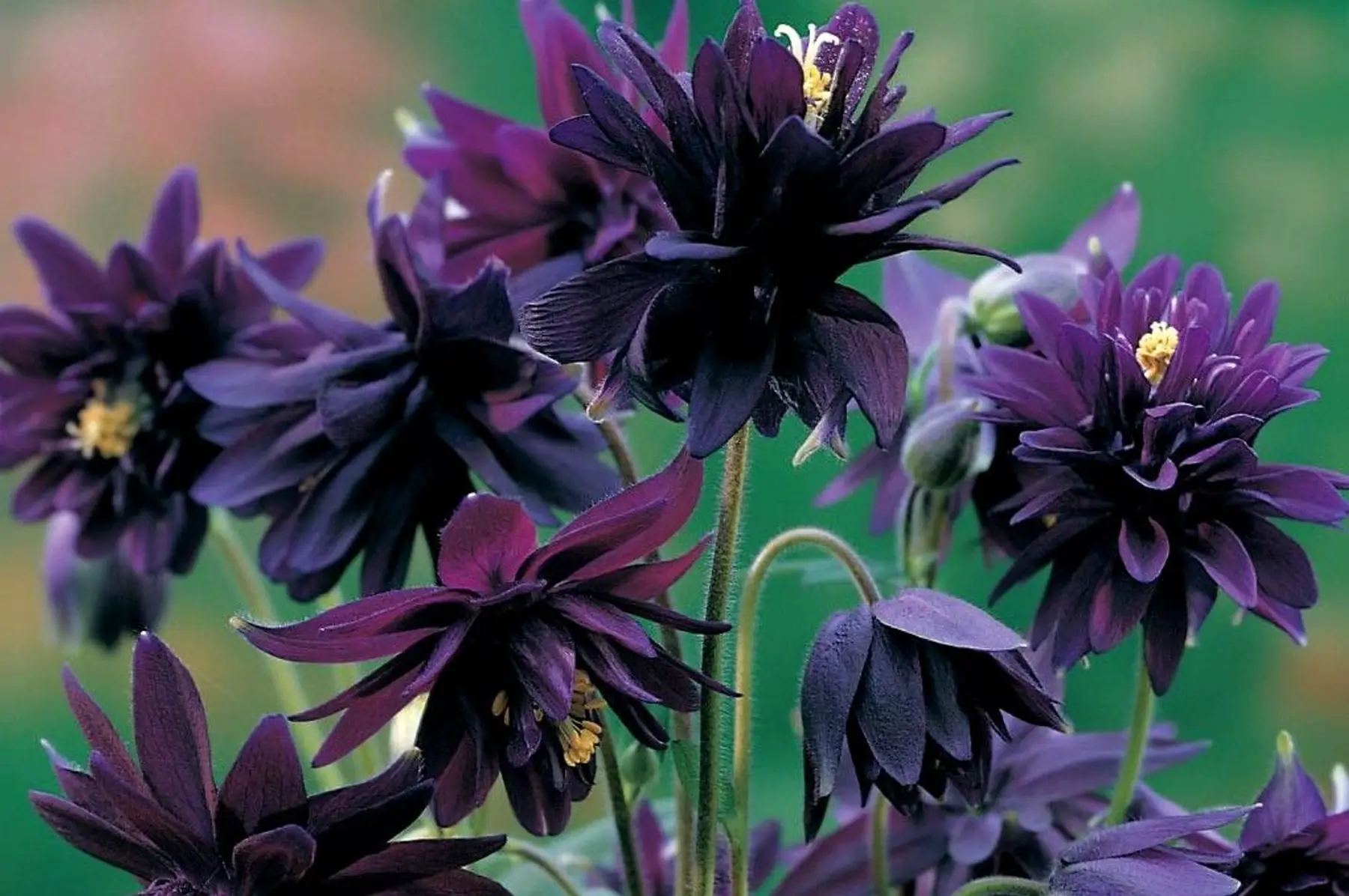 Ancolie Black Barlow (Aquilegia vulgaris stellata)