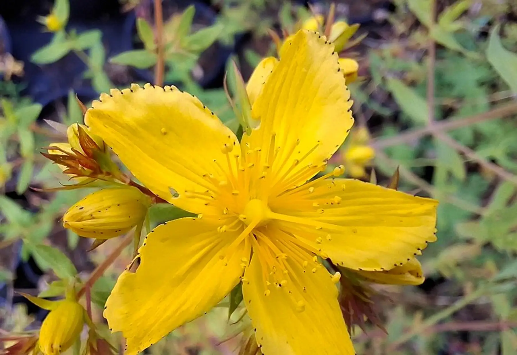 Millepertuis perforé (Hypericum perforatum)