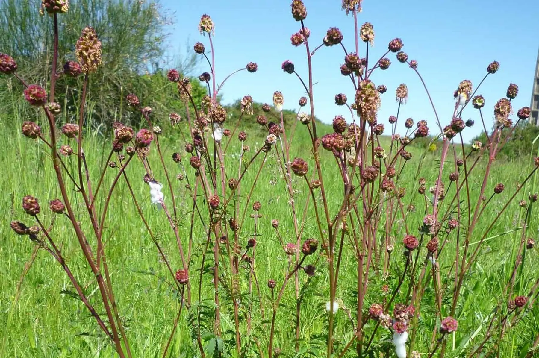 Petite pimprenelle (Poterium sanguisorba)