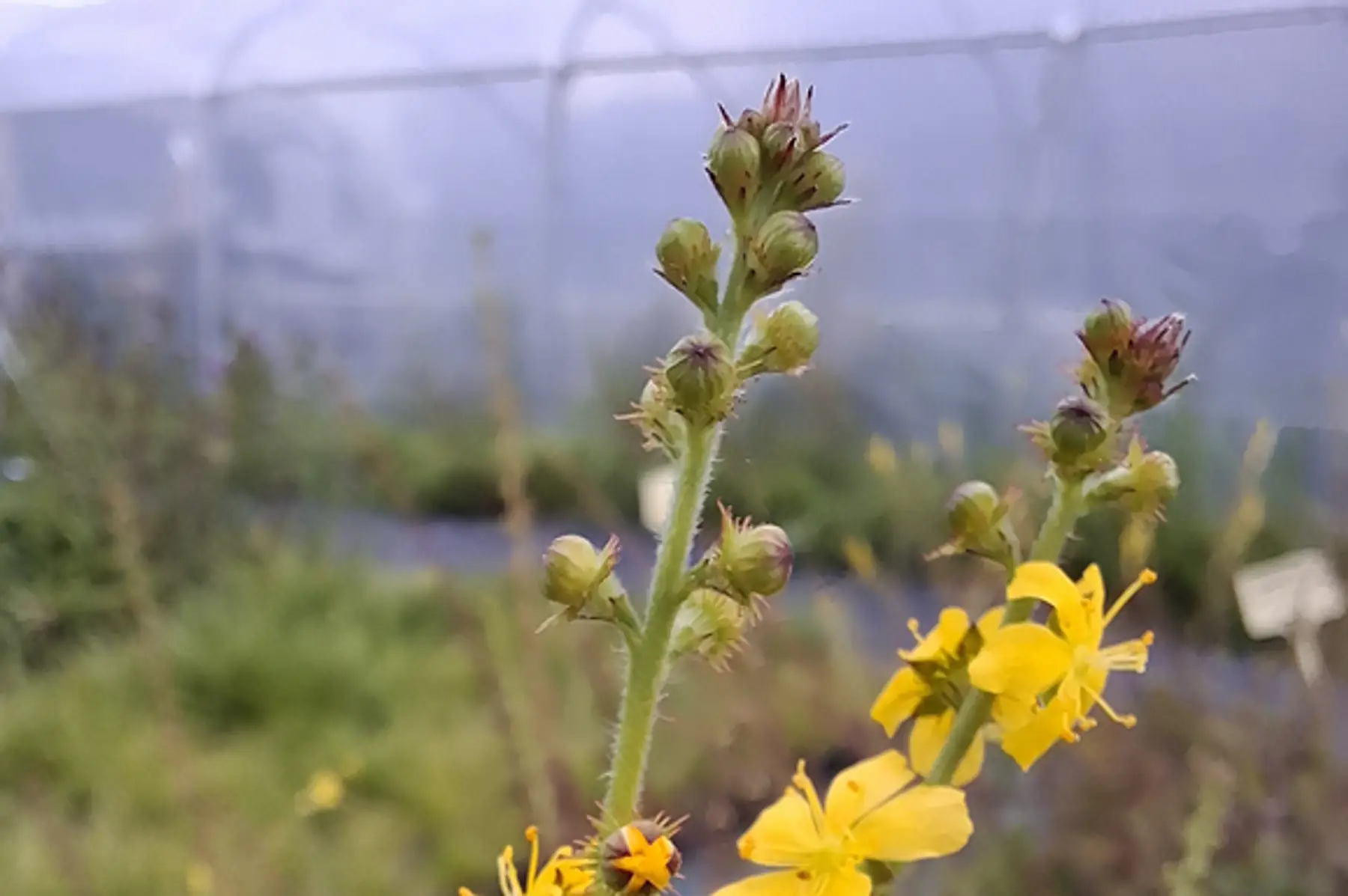 Aigremoine eupatoire (Agrimonia eupatoria)