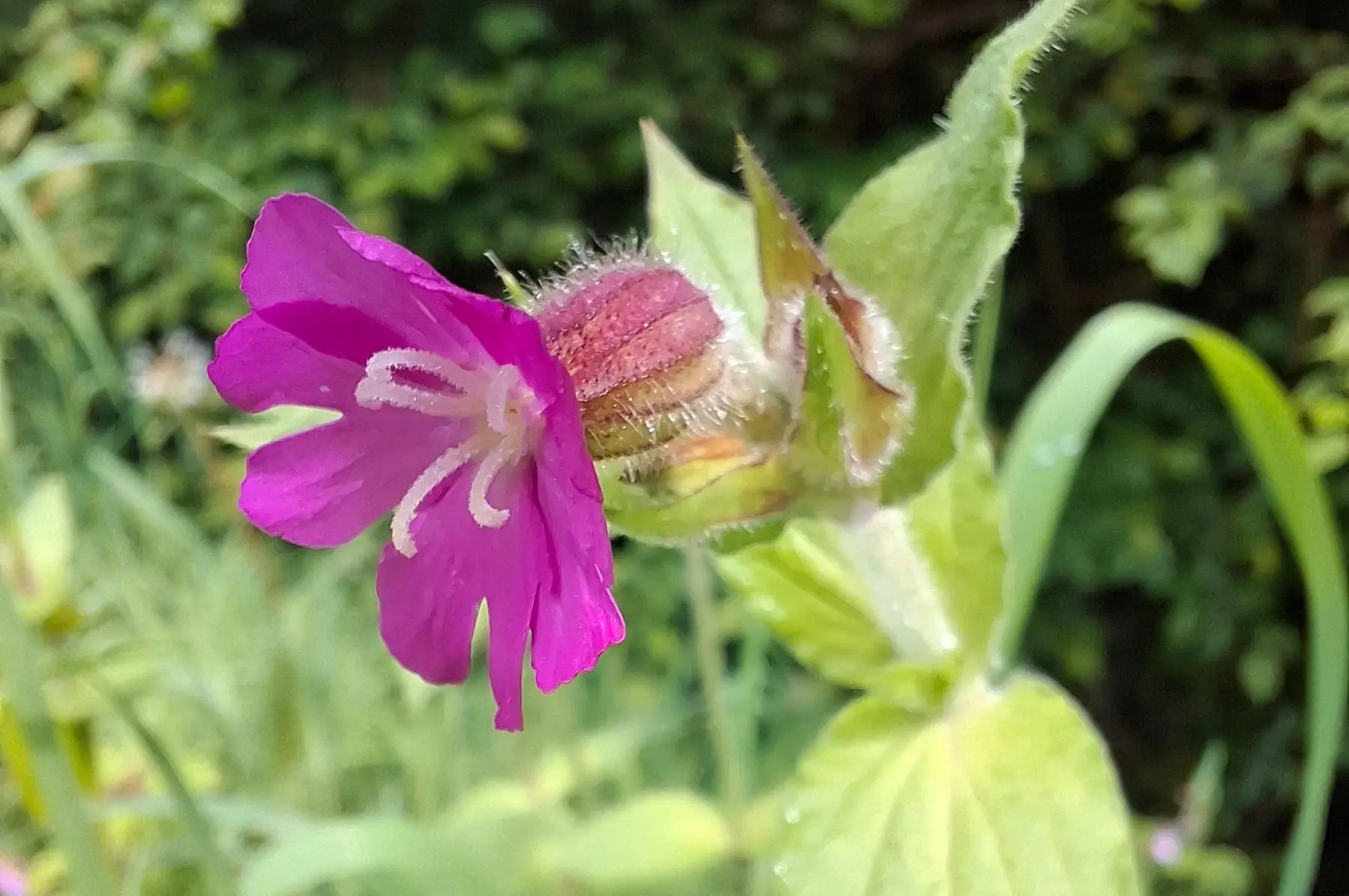 Compagnon rouge (Silene Dioica)