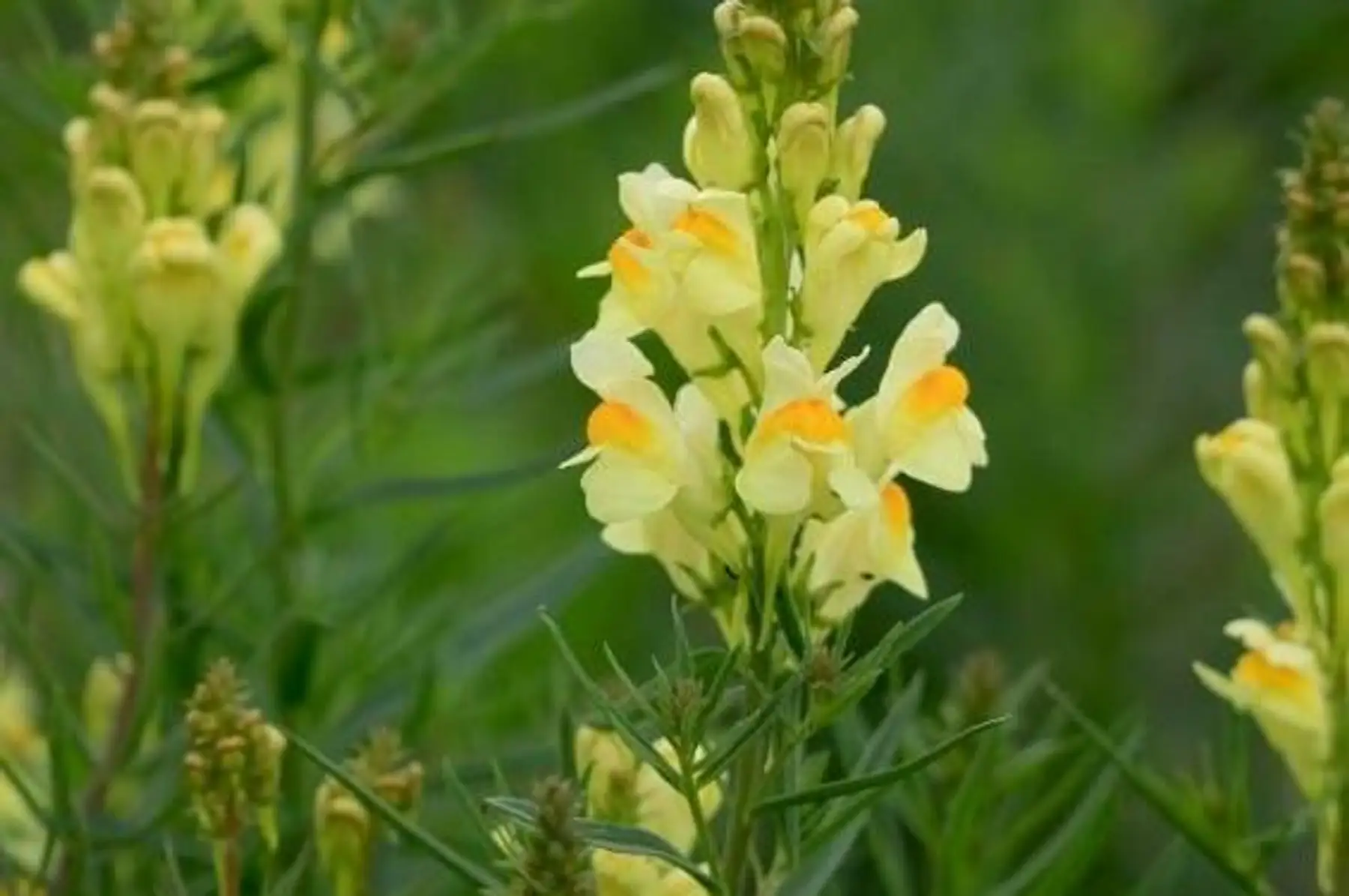 Linaire commune (Linaria vulgaris)