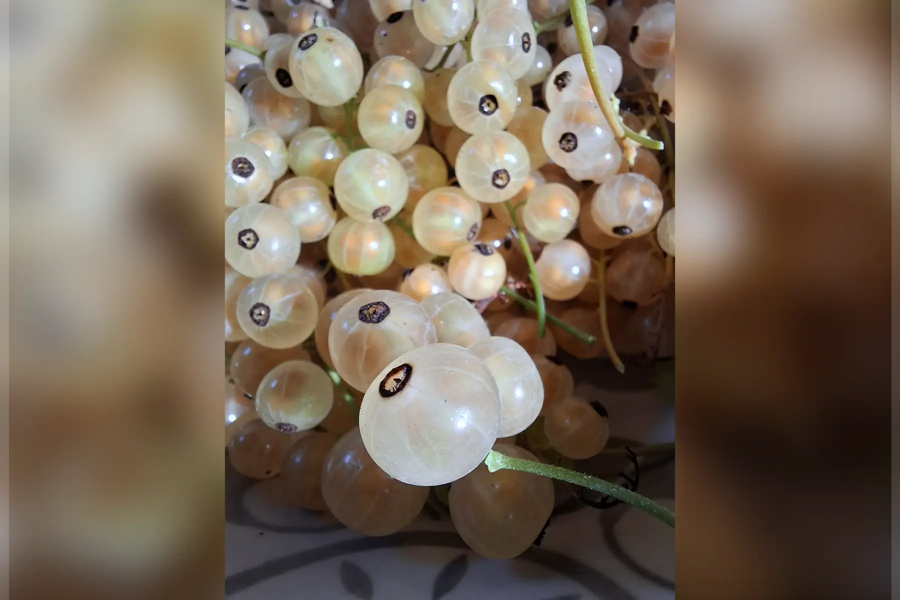 Groseillier à grappes blanches "Blanka"