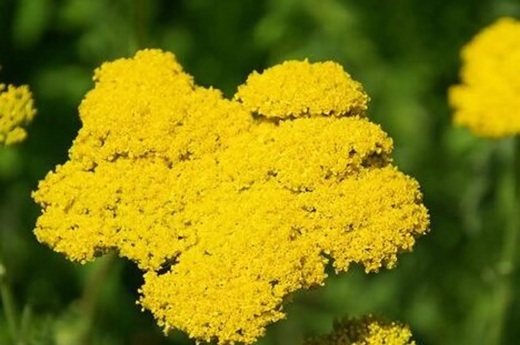 Achillée eupatoire (Achillea filipendulina)