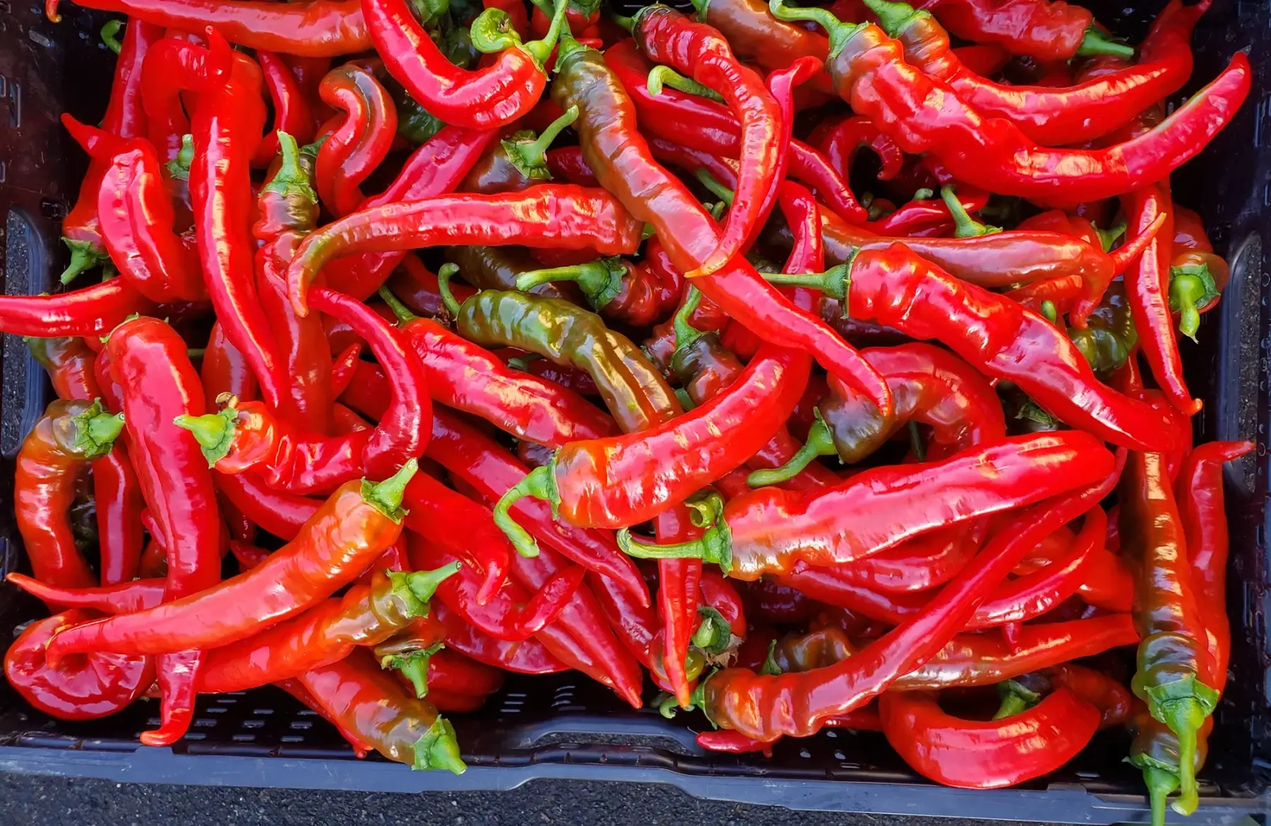 Poivron doux cornu des andes