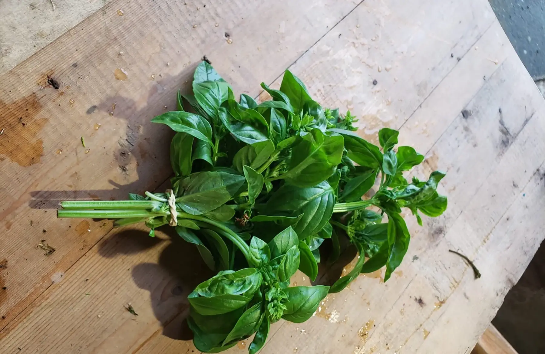 Basilic