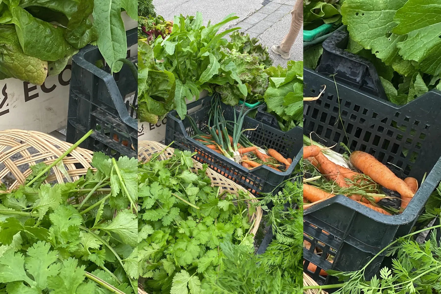 GAEC Au Rythme des lombrics