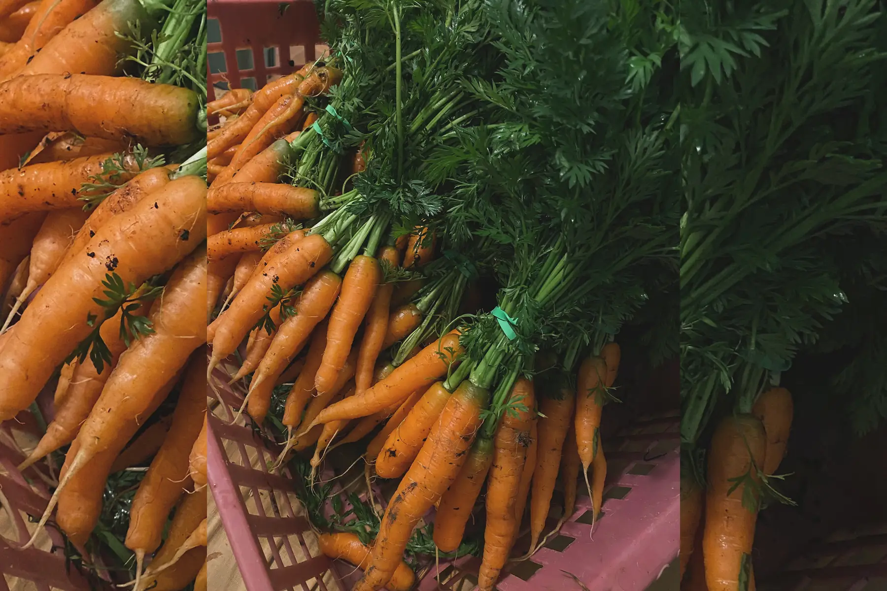 GAEC Au Rythme des lombrics