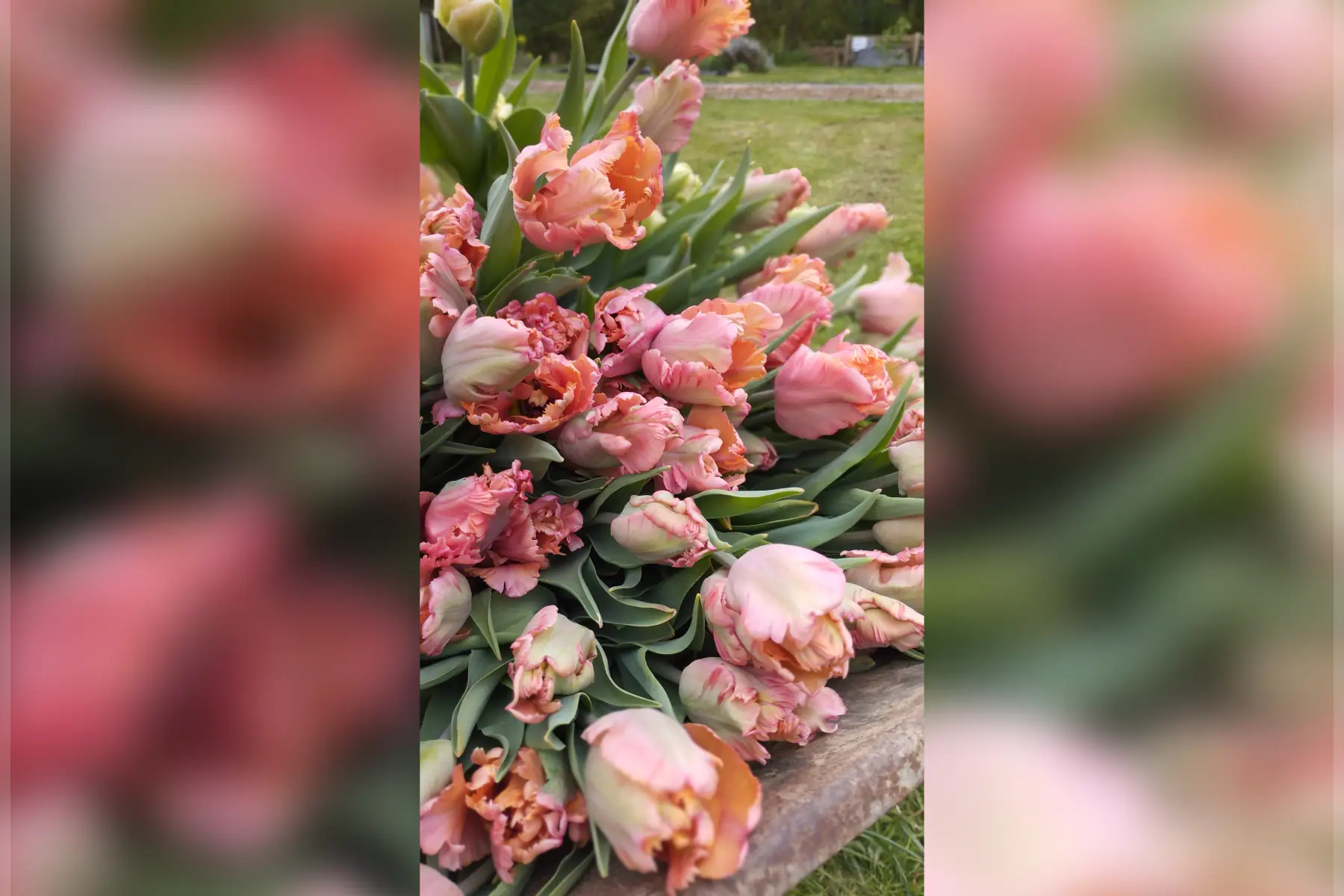 Ça pousse marguerite