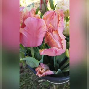 Ça pousse marguerite