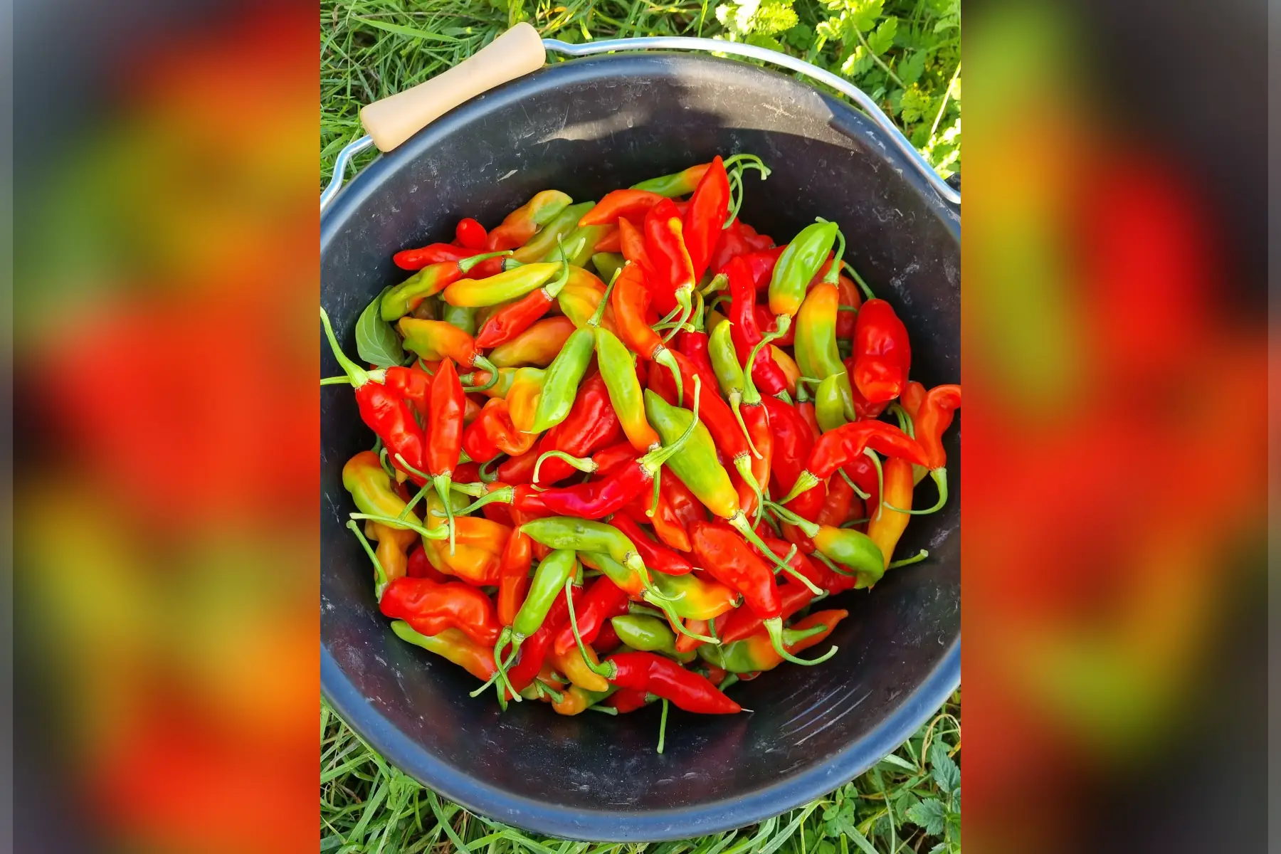Piment végétarien bio