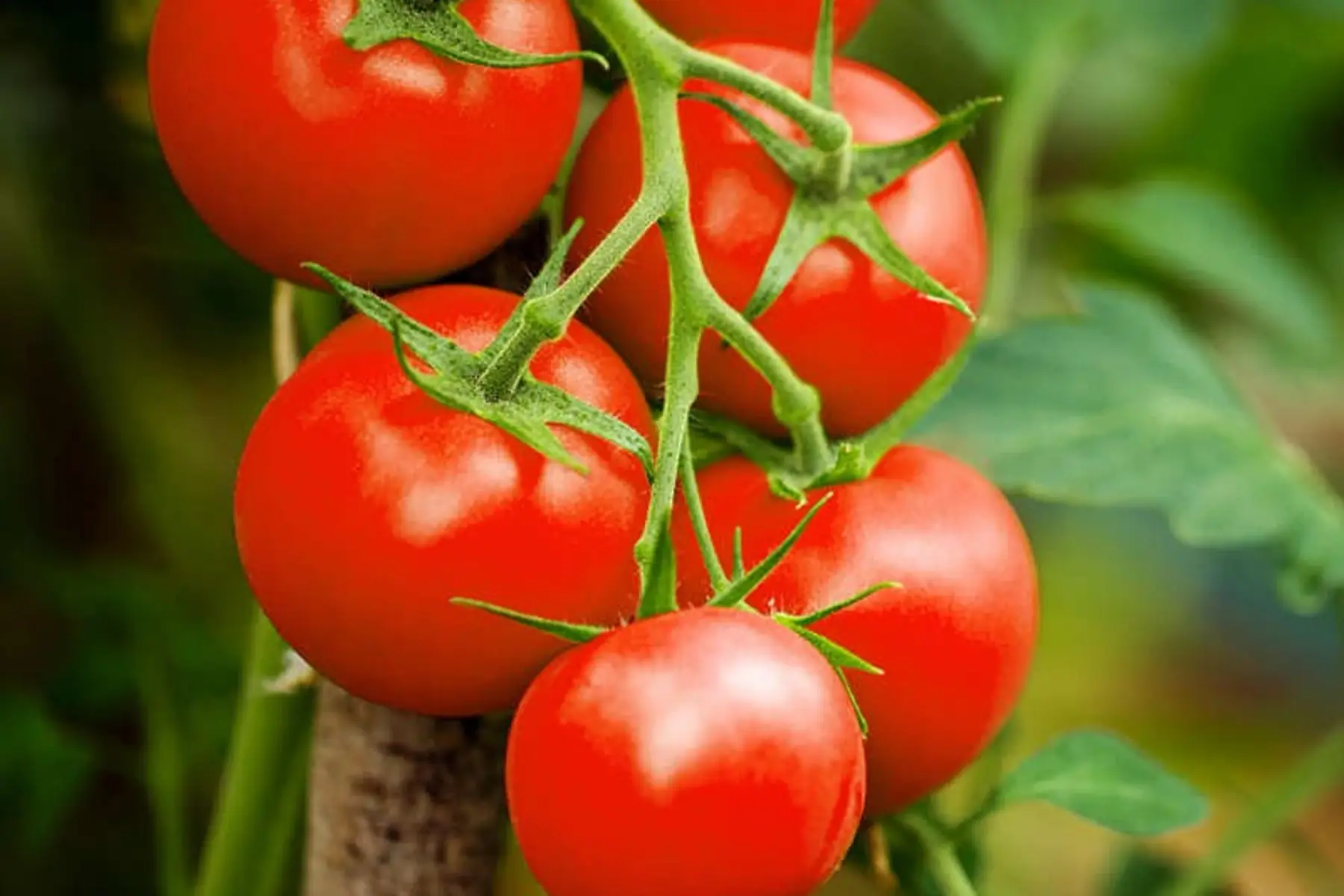 Tomate rouge ronde "Paola" bio