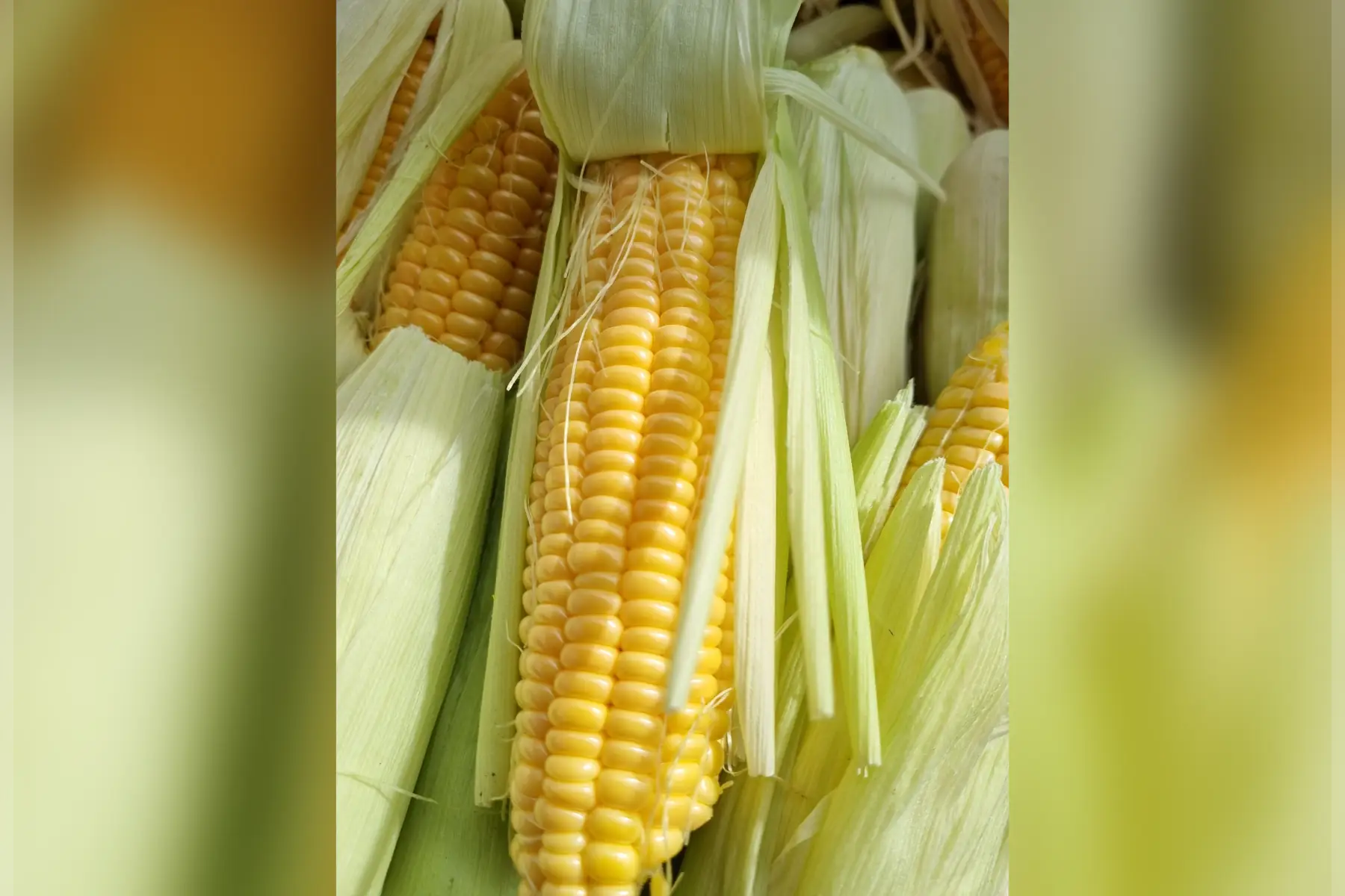Mais doux bio