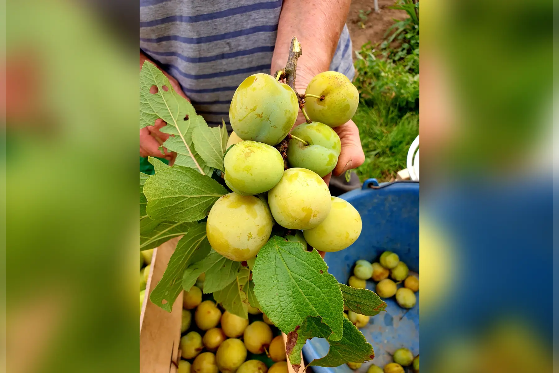 Prune Reine-Claude du jardin bio