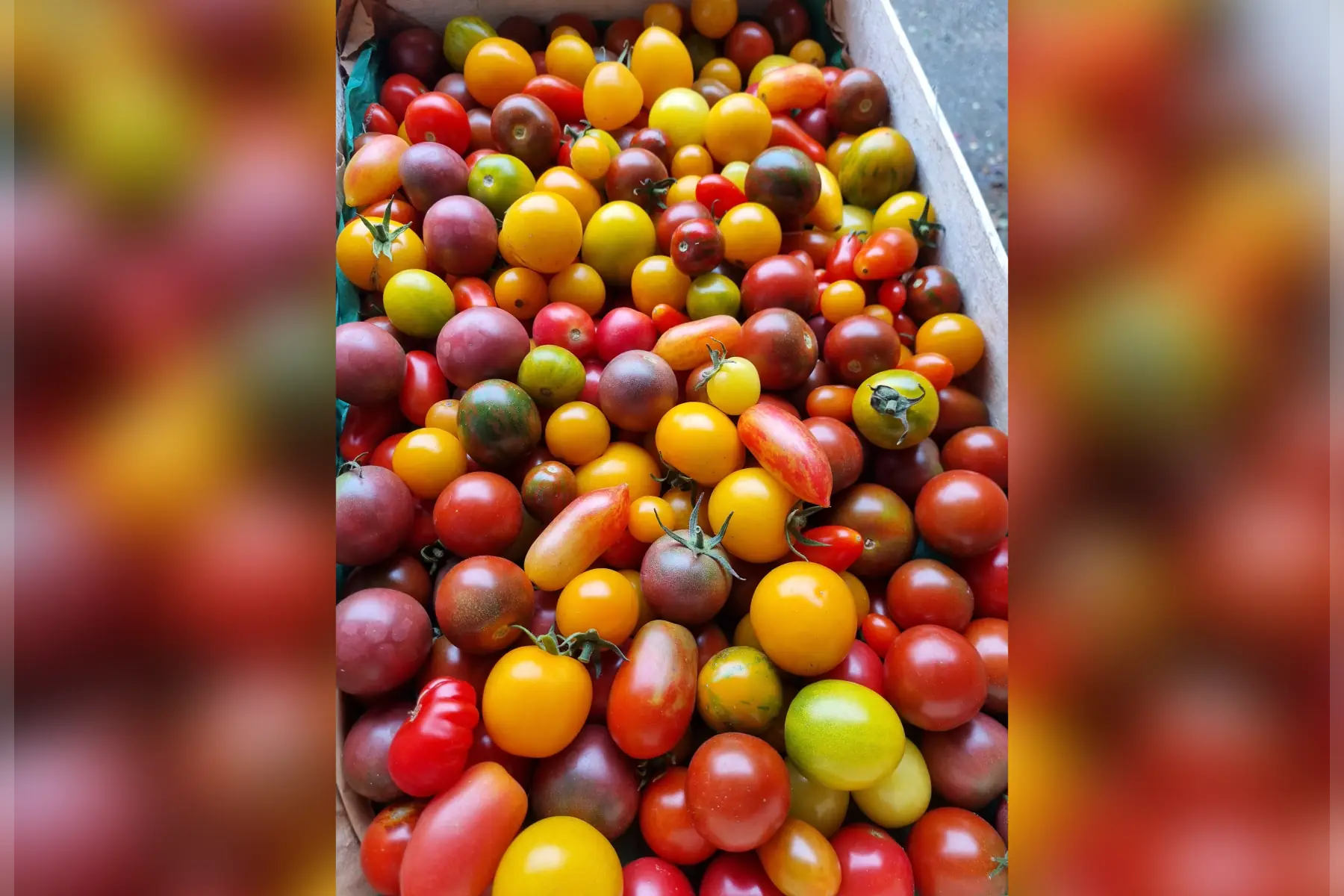 Tomates cerises bio (au choix)