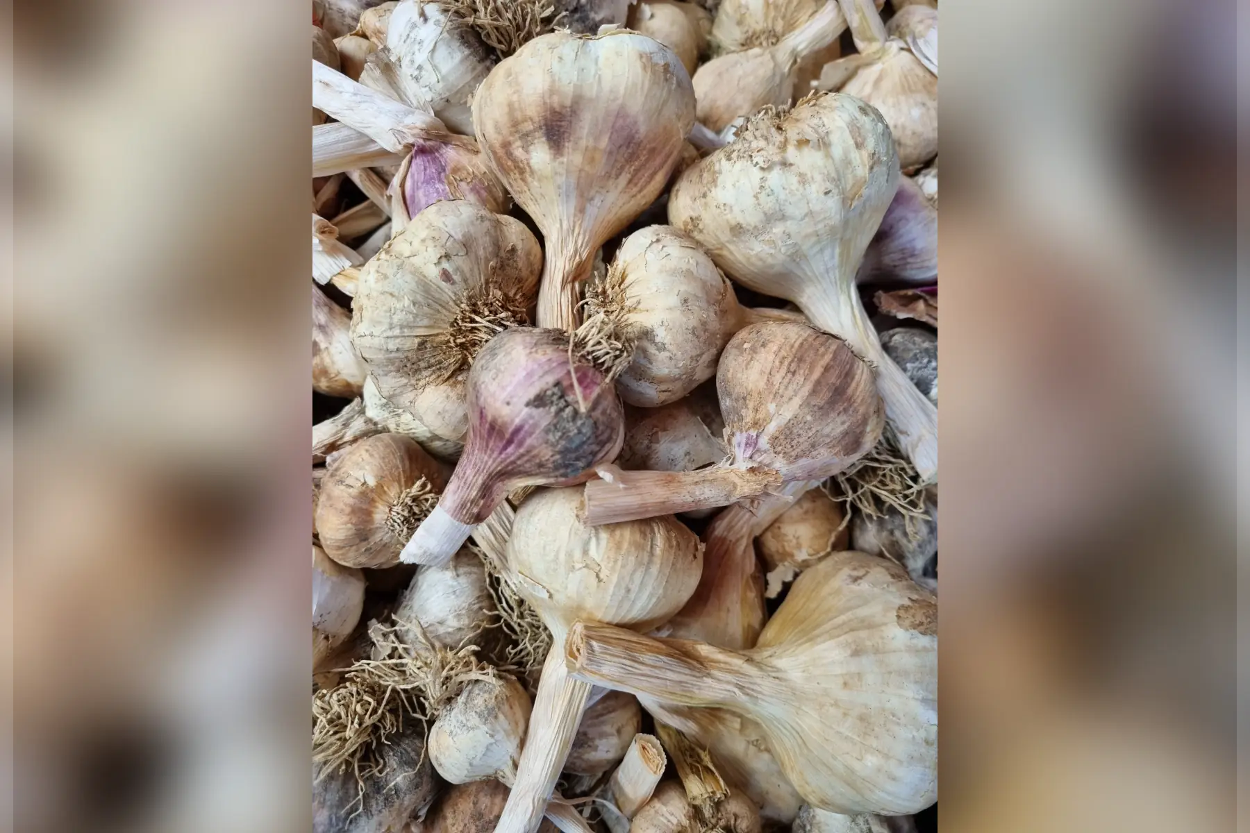 Ail violet nouveau bio