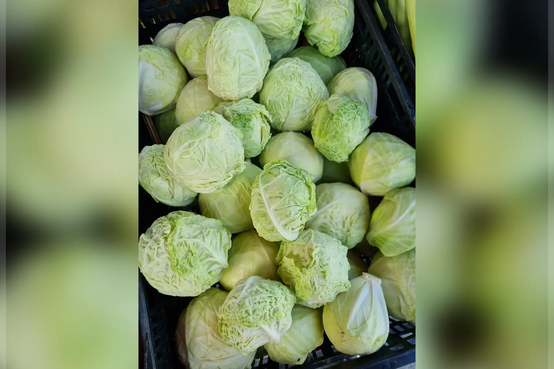 Choux à salade bio