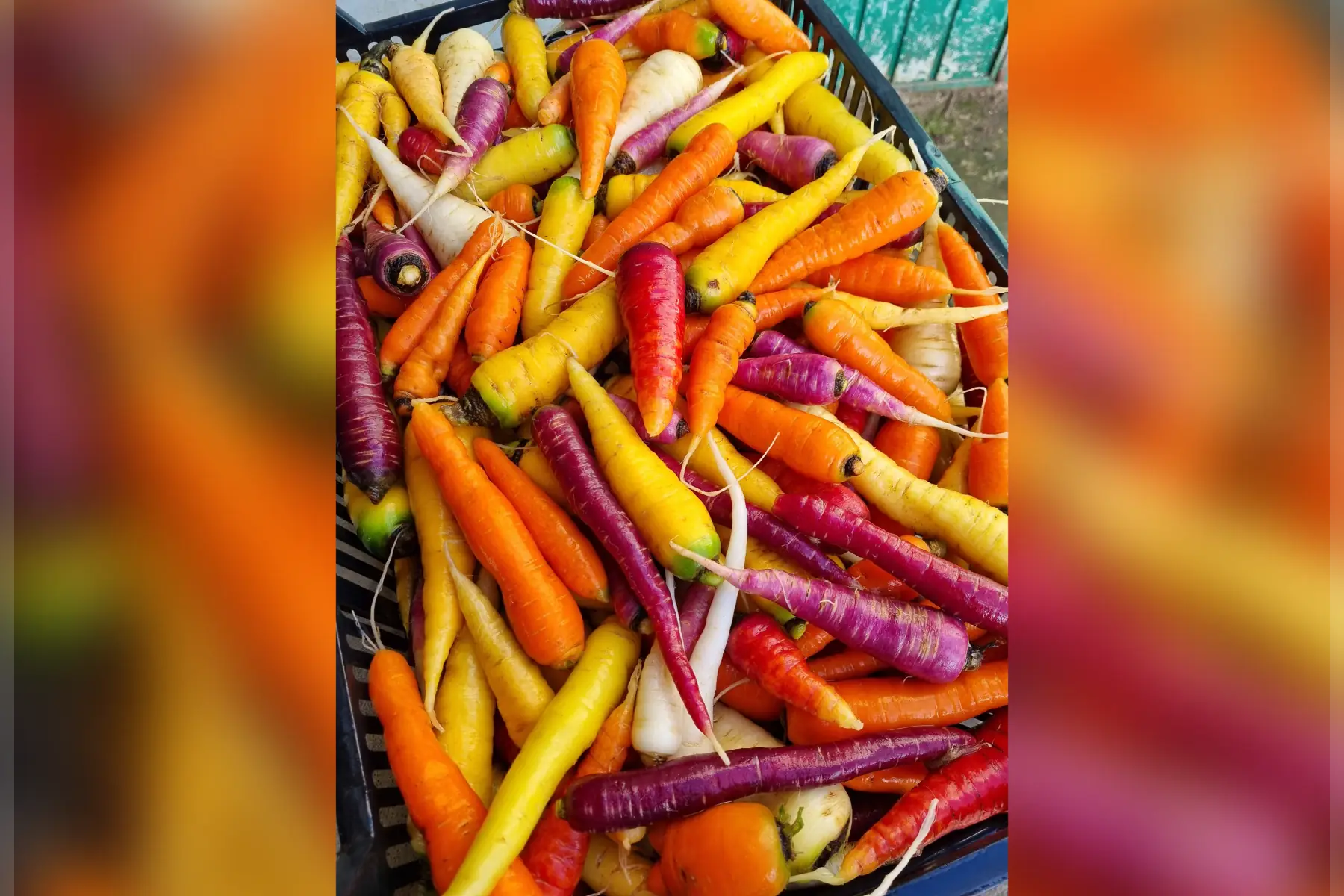 Carottes multicolores bio