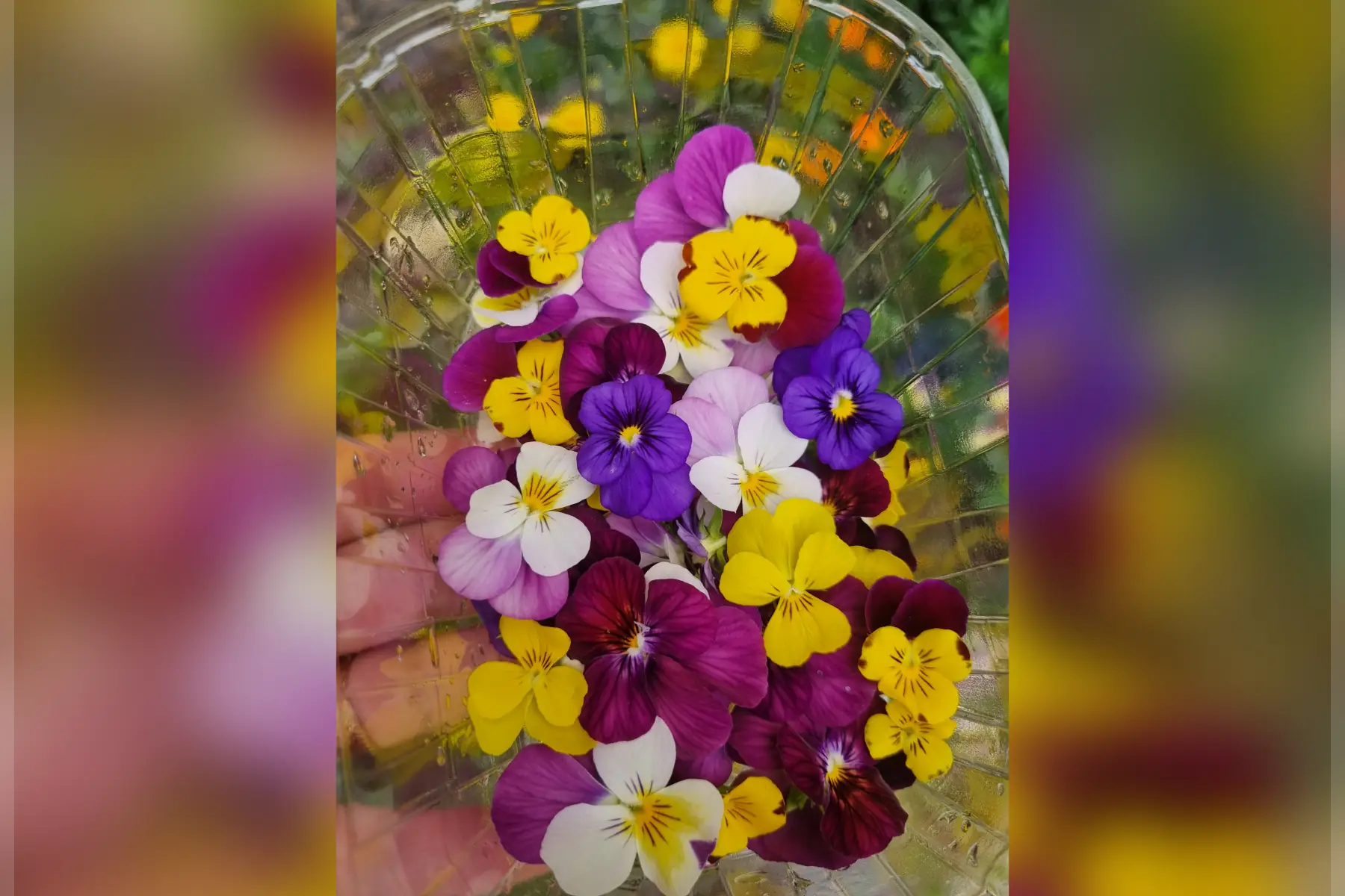 Pensées / Viola Cornuta comestibles bio