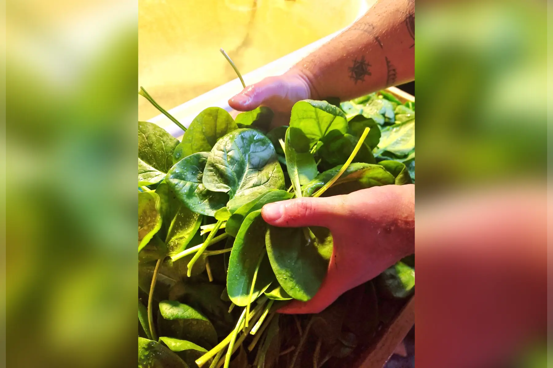 Épinard & Cie bio (au choix)