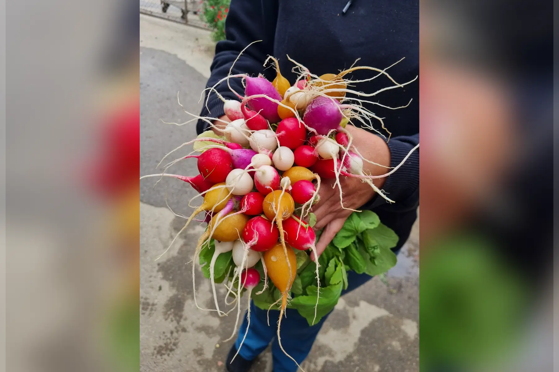 Radis multicolores botte