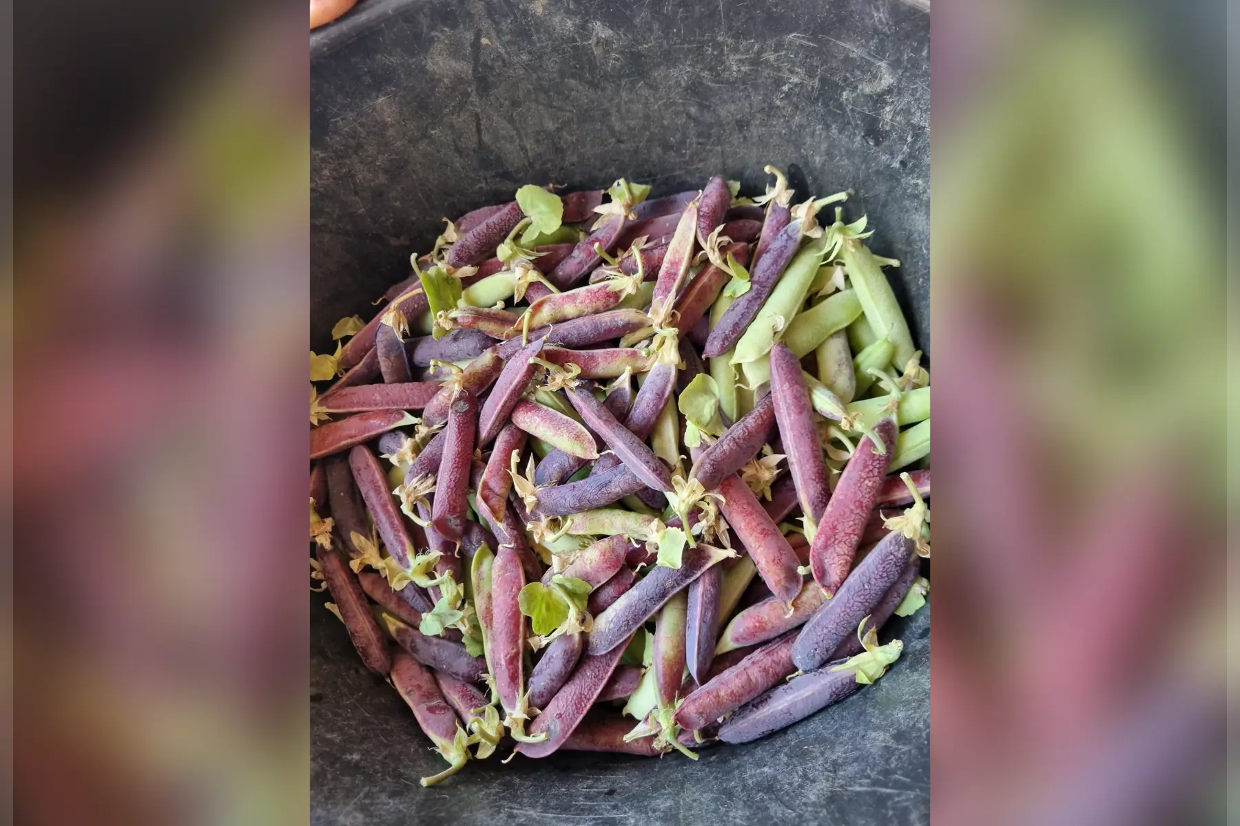 Petit pois violet bio