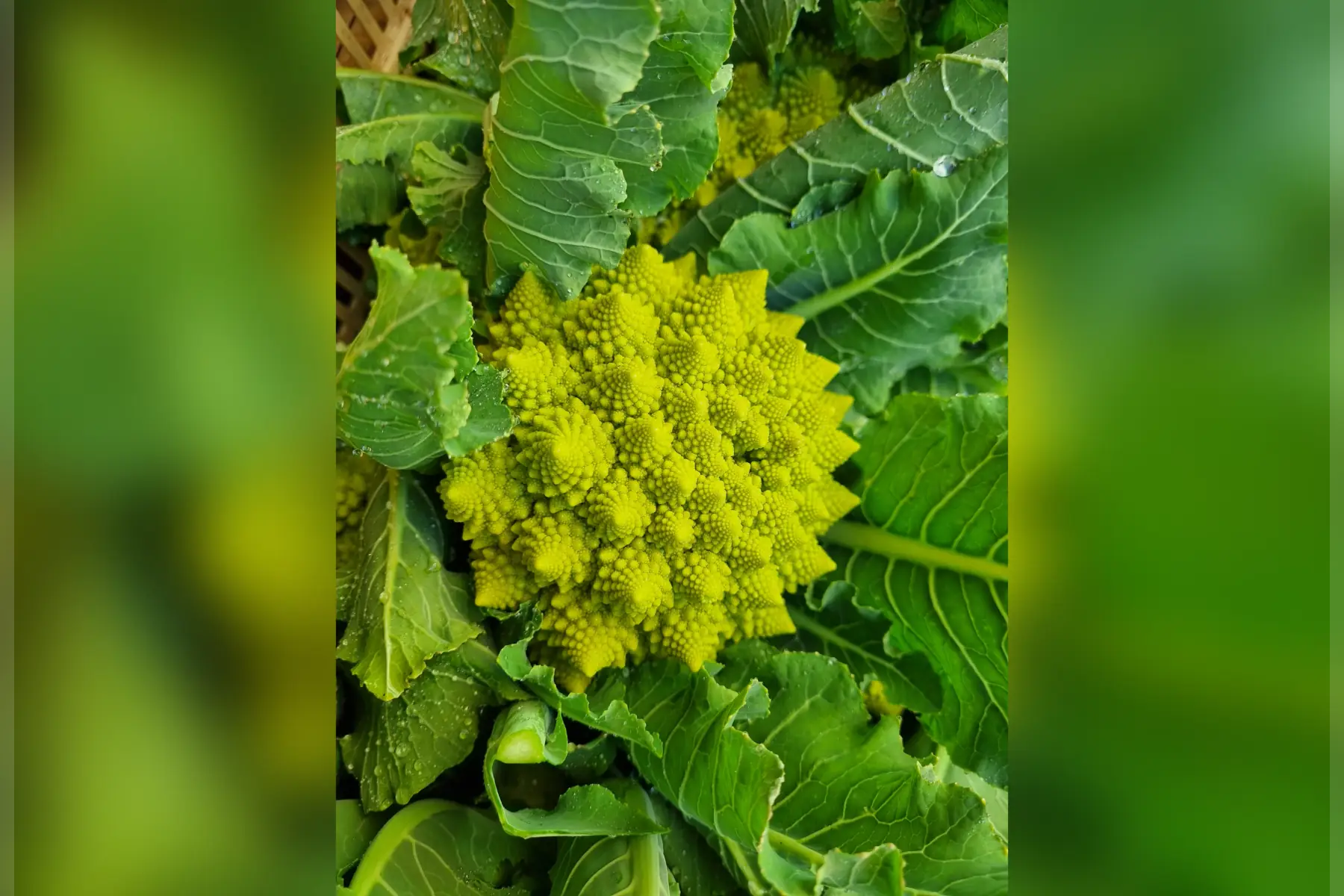 Romanesco Bio