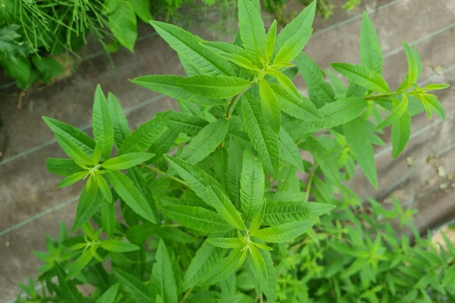 Verveine citron bio