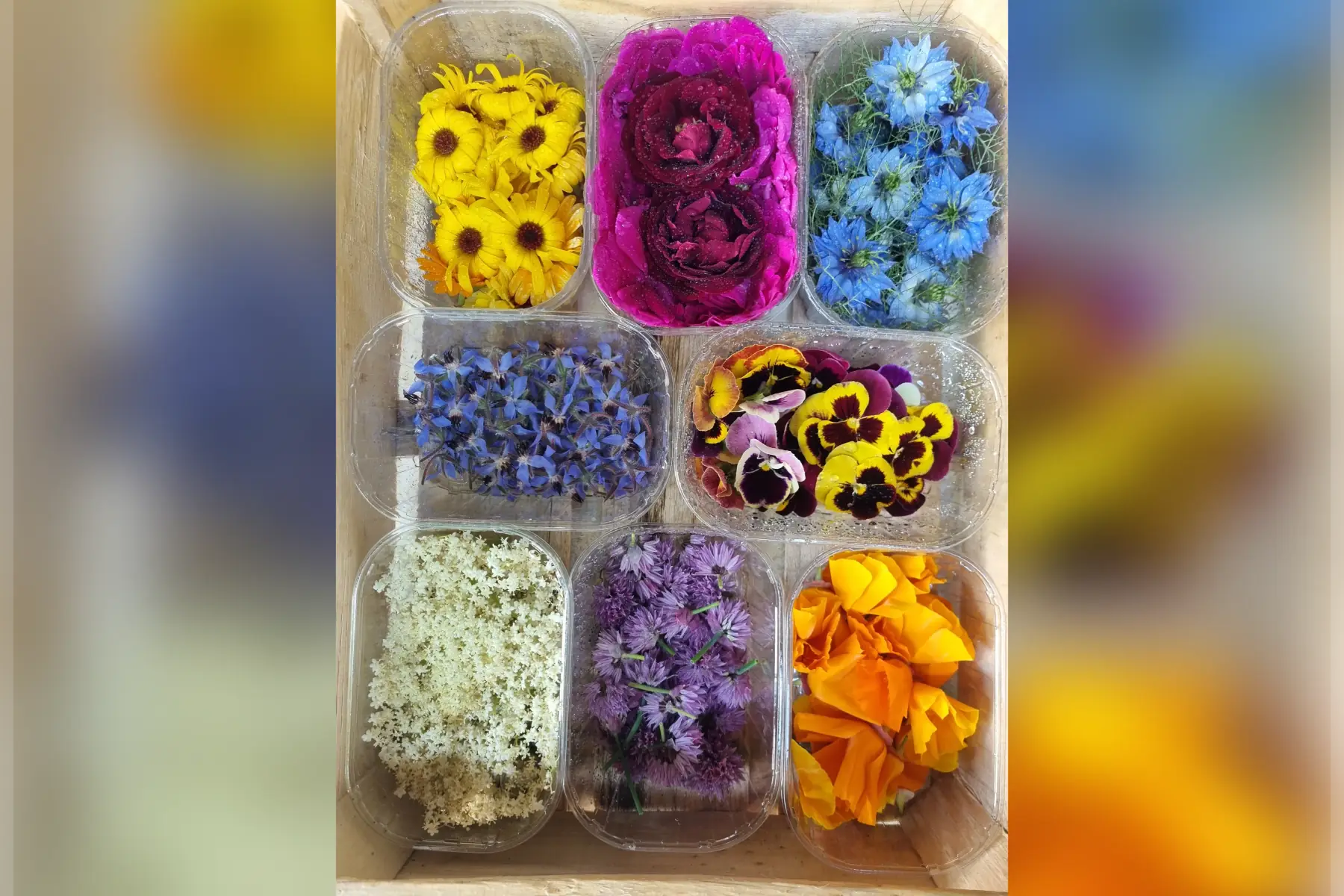 🌸 Fleurs comestibles bio (au choix)