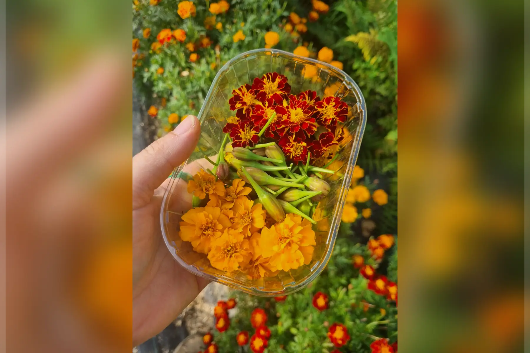 Œillets d'Inde comestibles bio