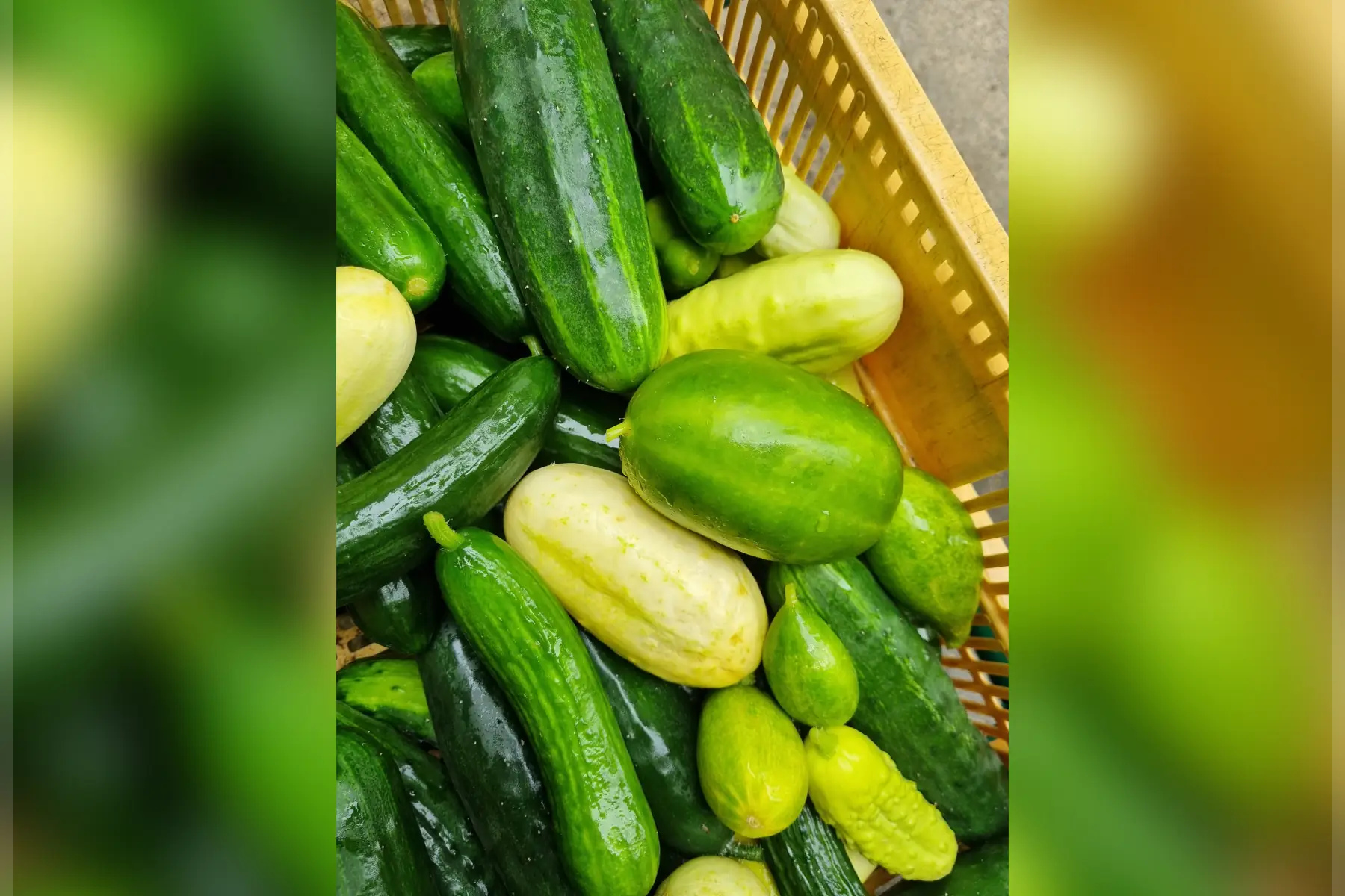 Concombre bio (au choix)