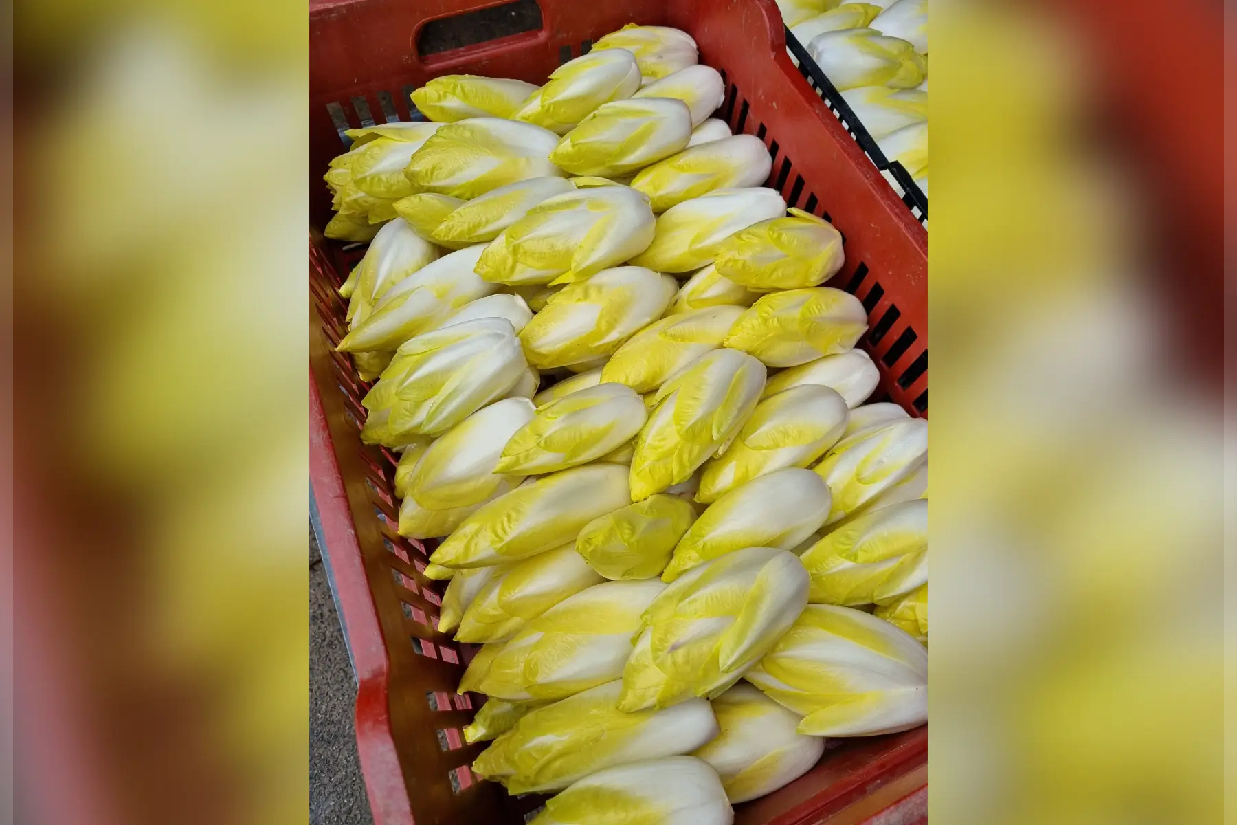 Endive de terre bio