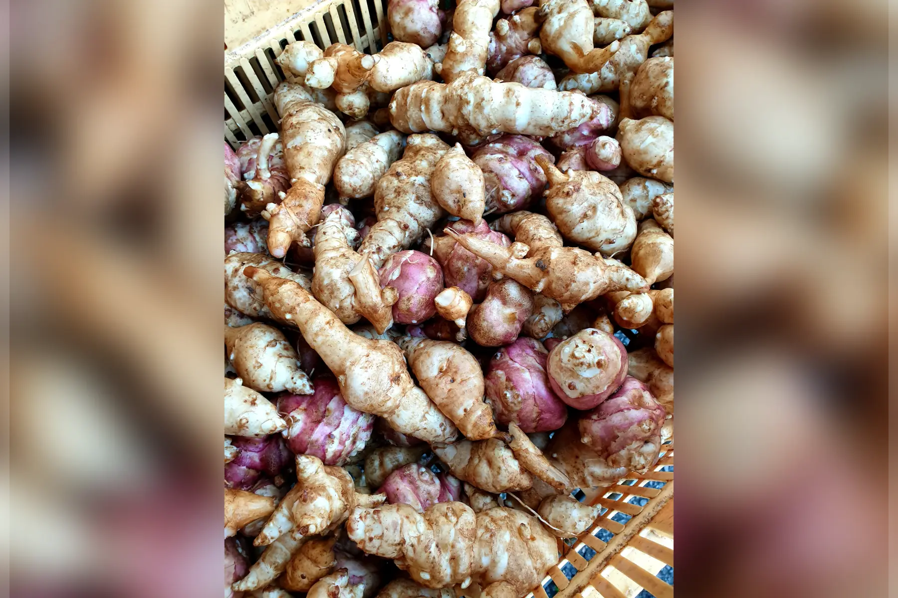 Topinambours roses / Héliantis bio