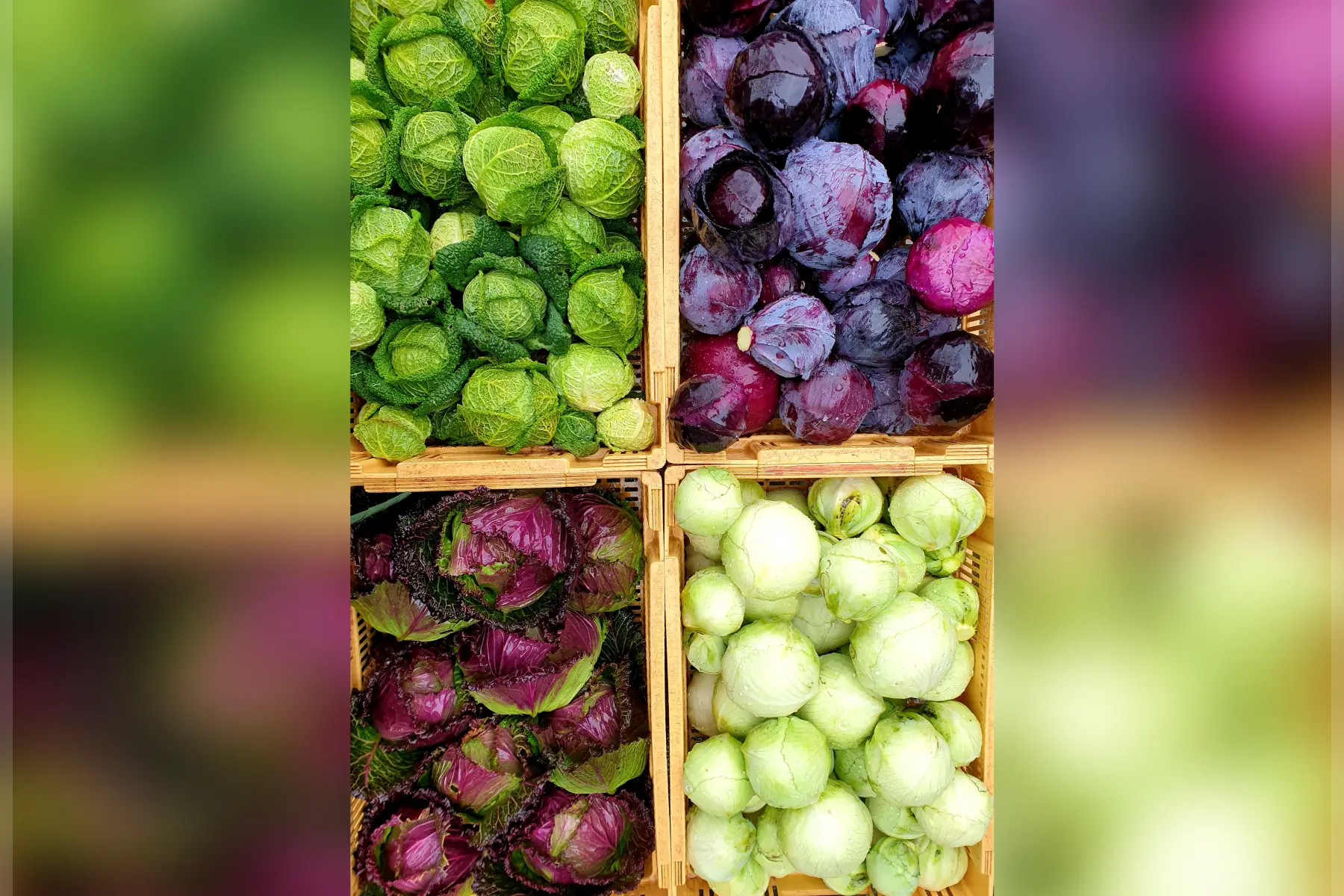 Choux bio (variété au choix)