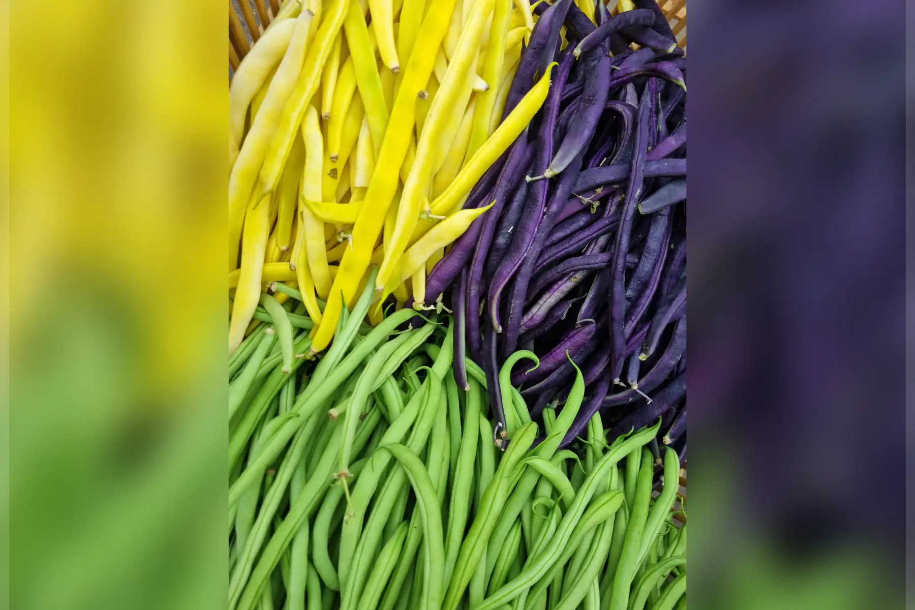 Haricots verts / plats bio (au choix)