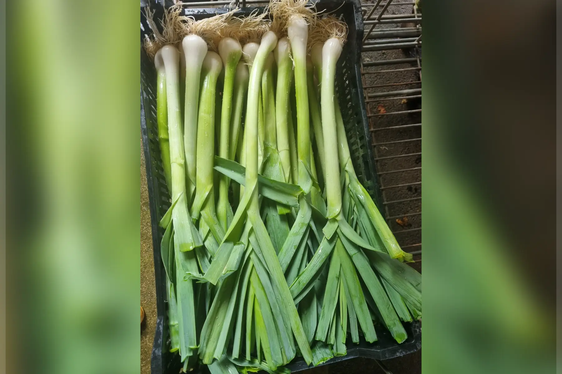 Poireaux bio (au choix)