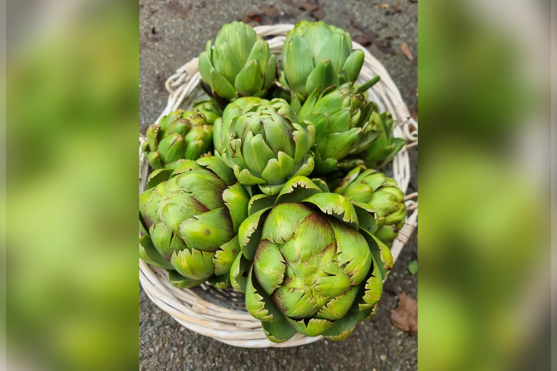 Artichauts verts bio