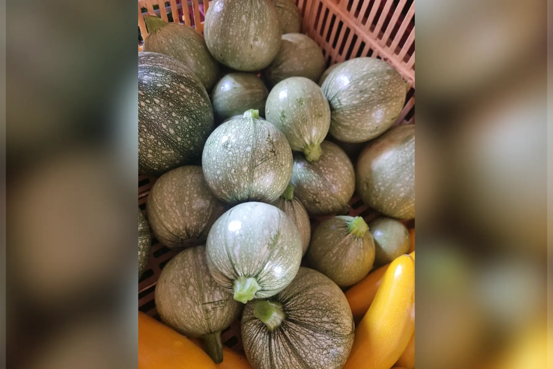 Courgette ronde bio