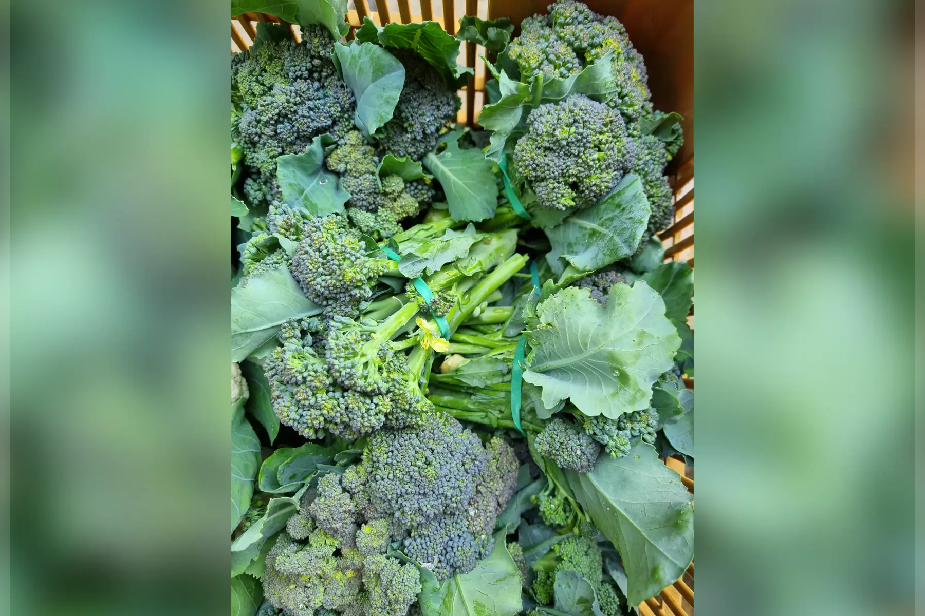 Brocoletto Bio (la botte)