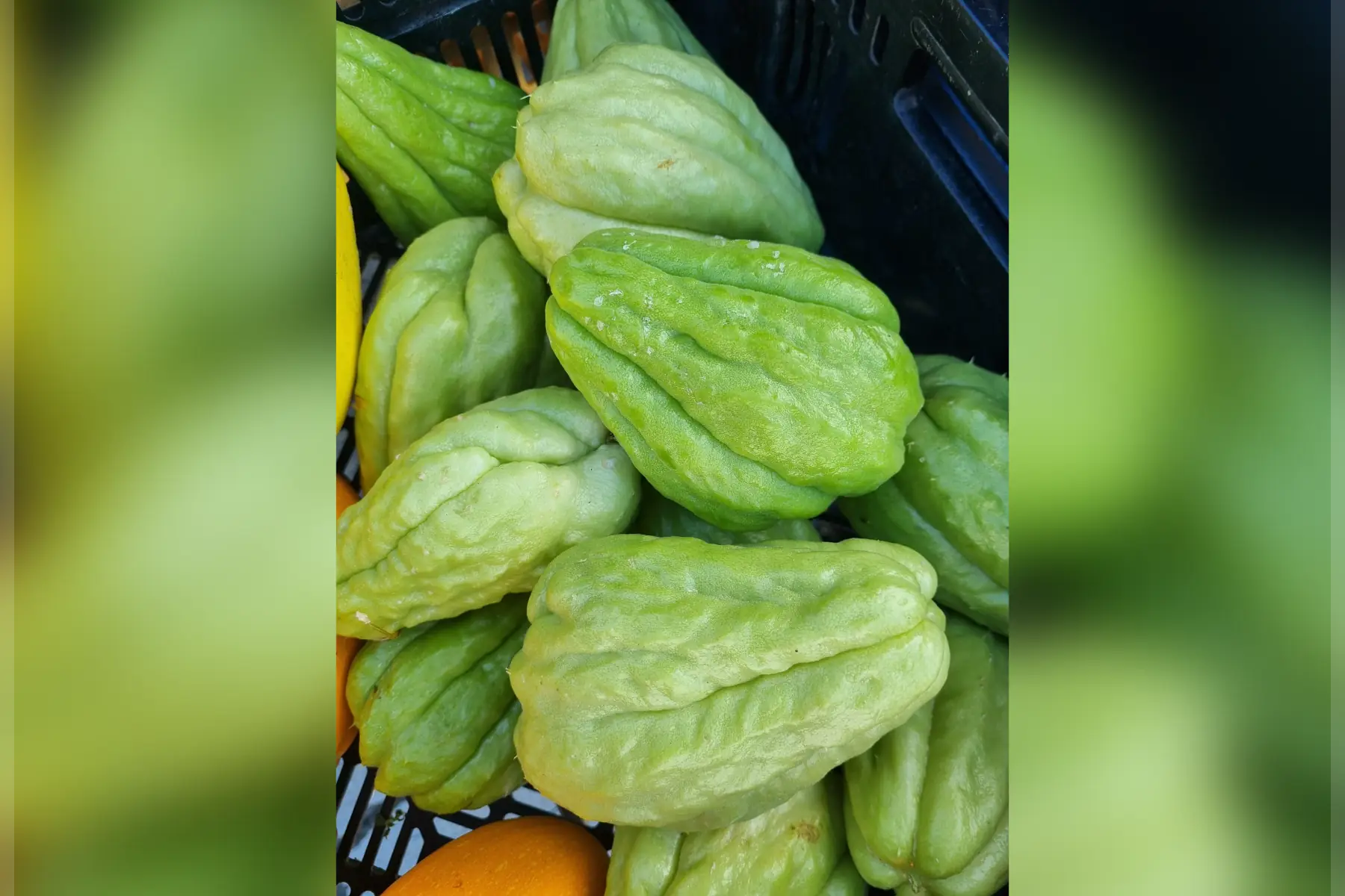 Chouchou Chayote Christophine Bio