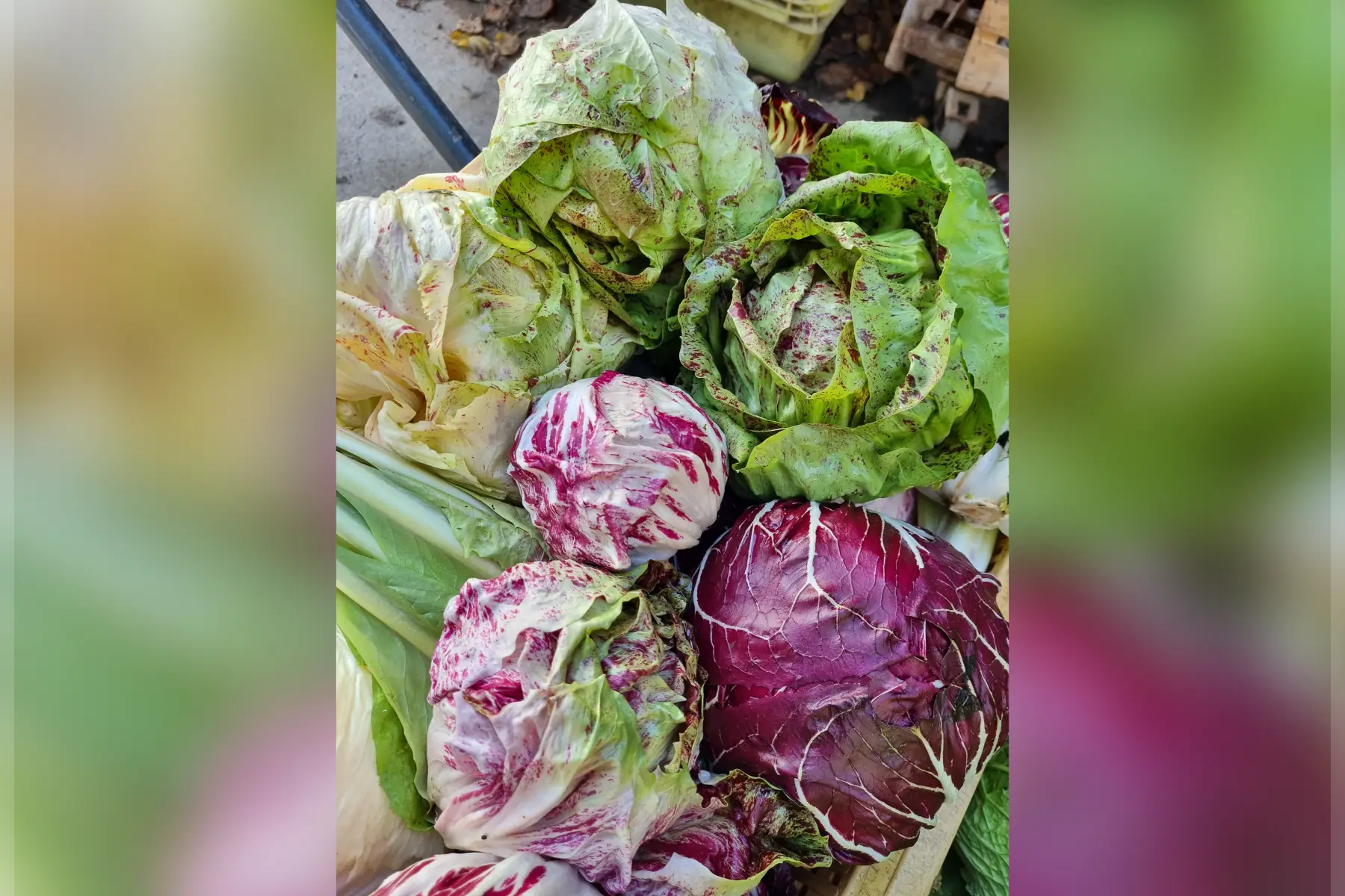 Salade Chicorée bio (au choix)