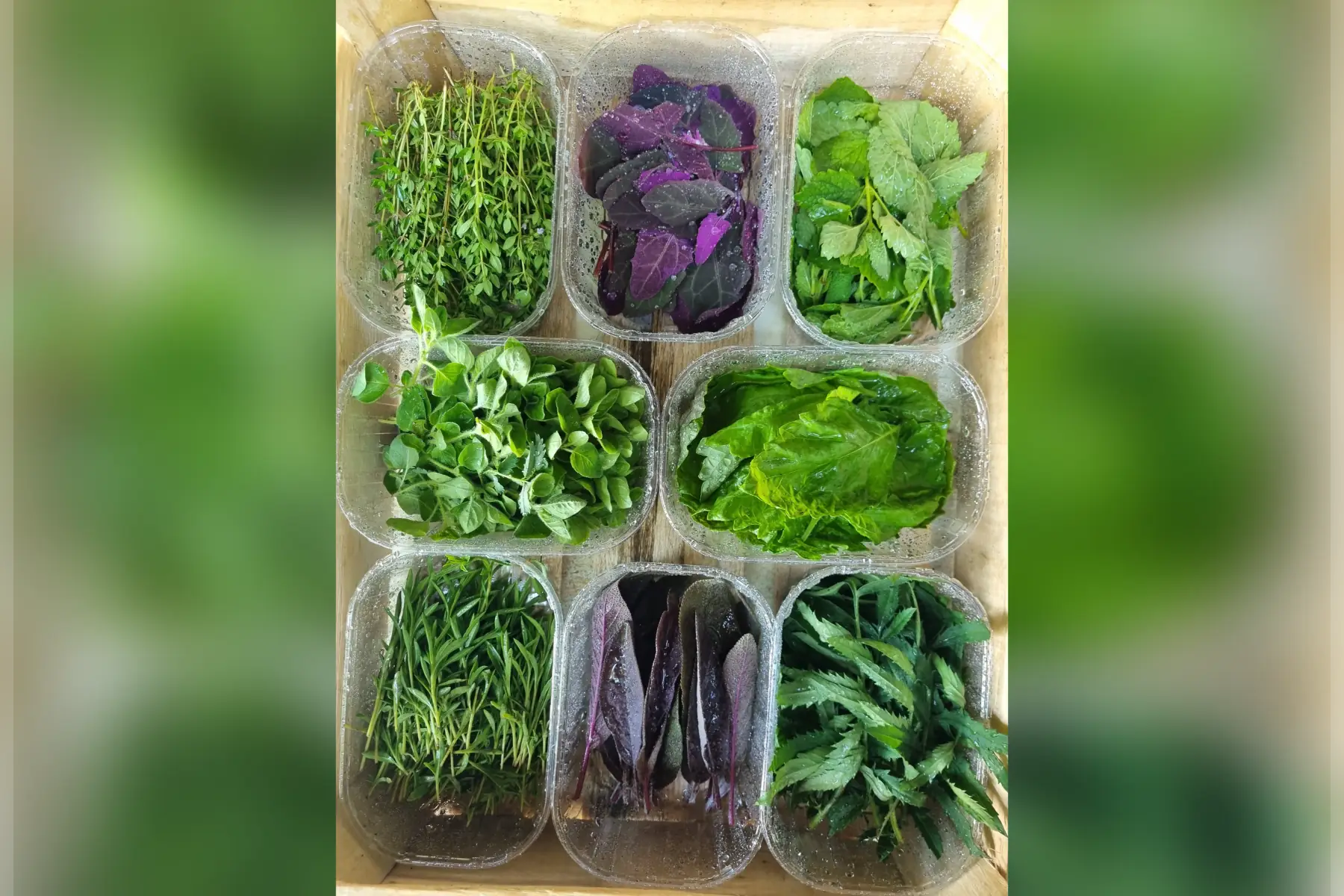 🌱 Jeunes pousses bio (au choix)