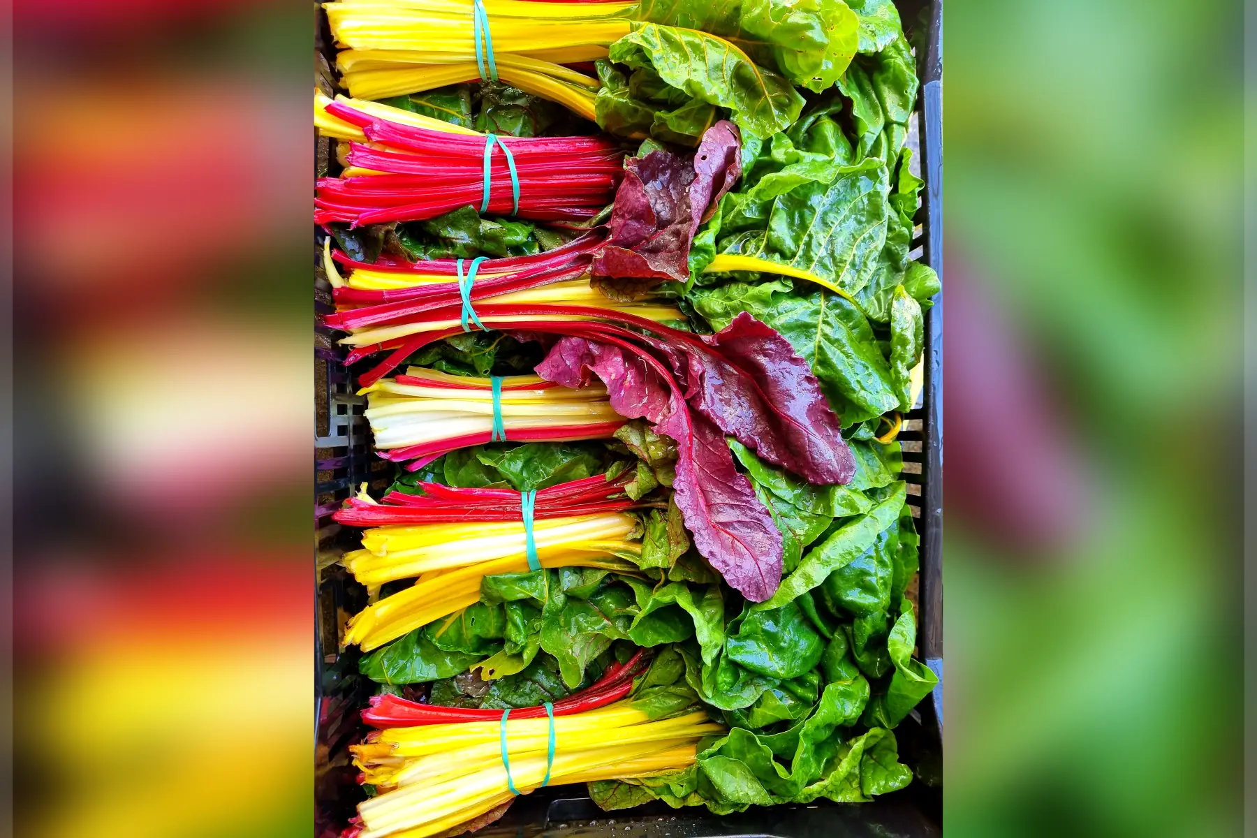 Carde / Blette / Kale bio (au choix)