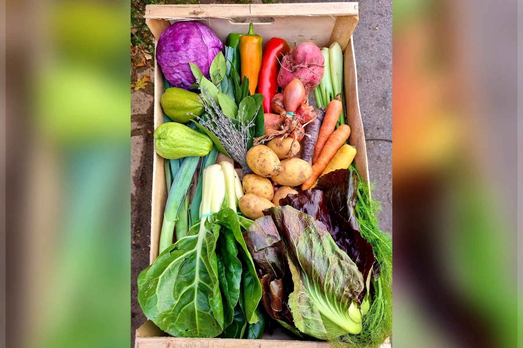 🥗 Nos Paniers de légumes bio
