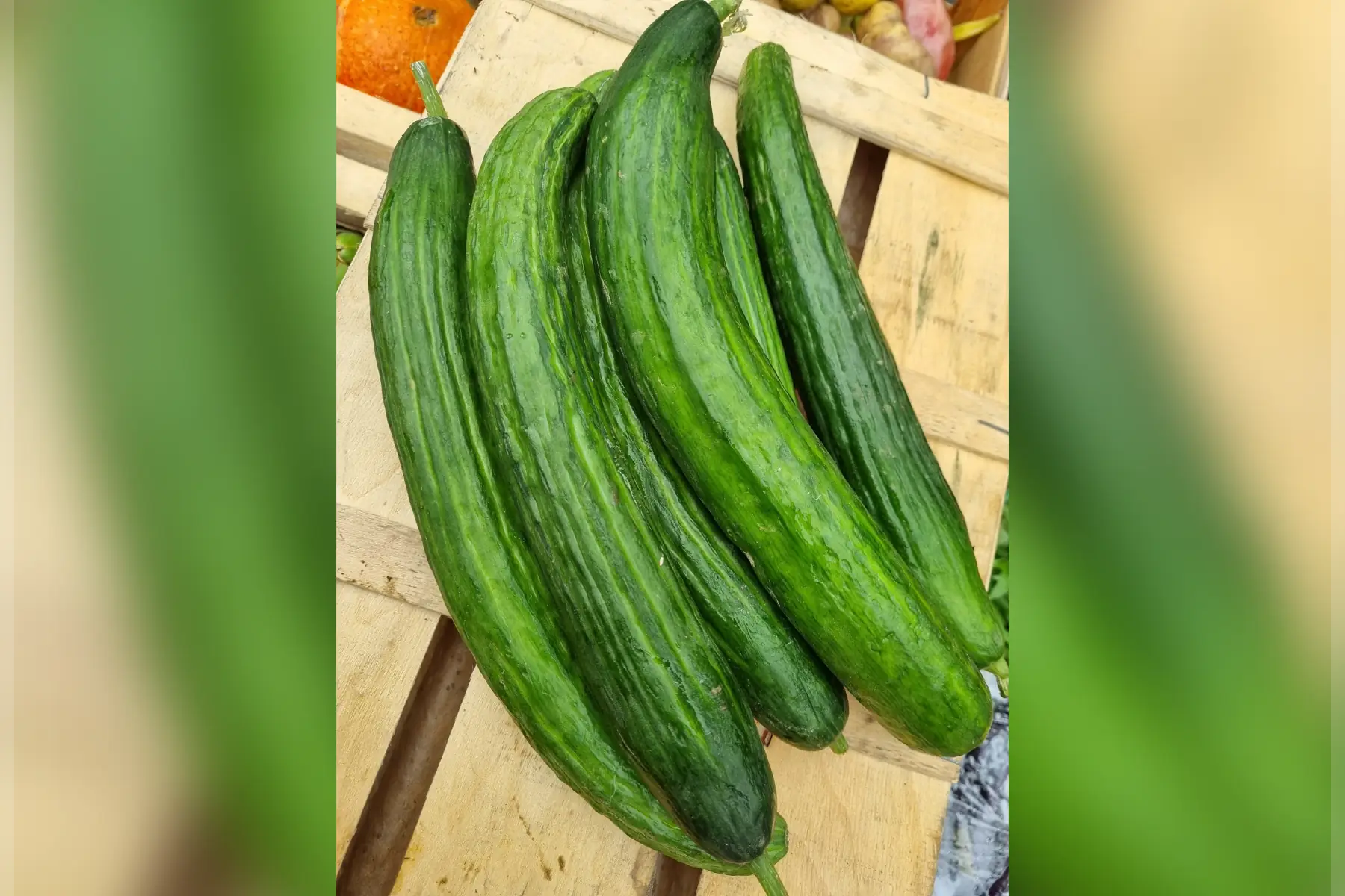 Concombre bio (au choix)