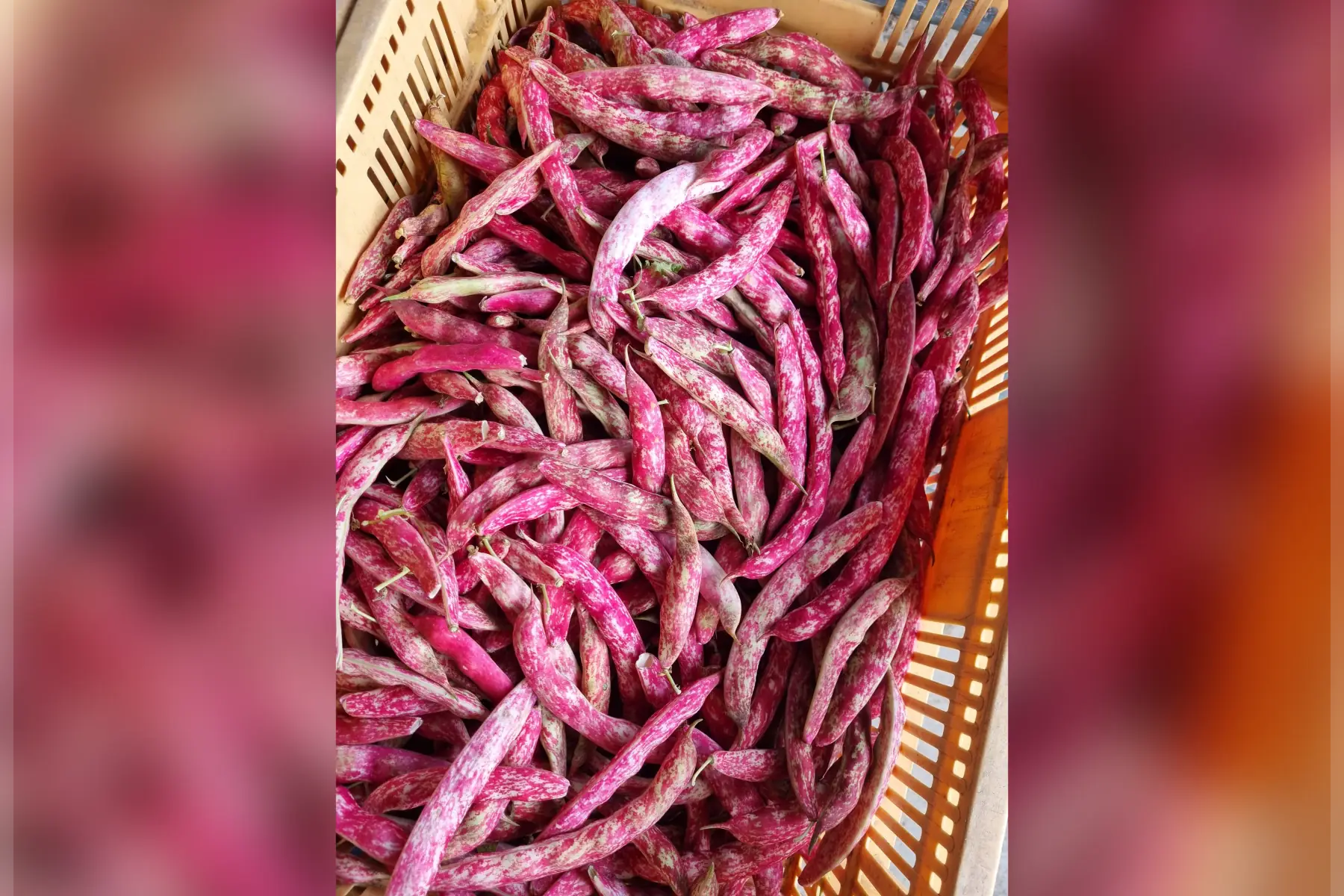 Haricots ½ sec Borlotto