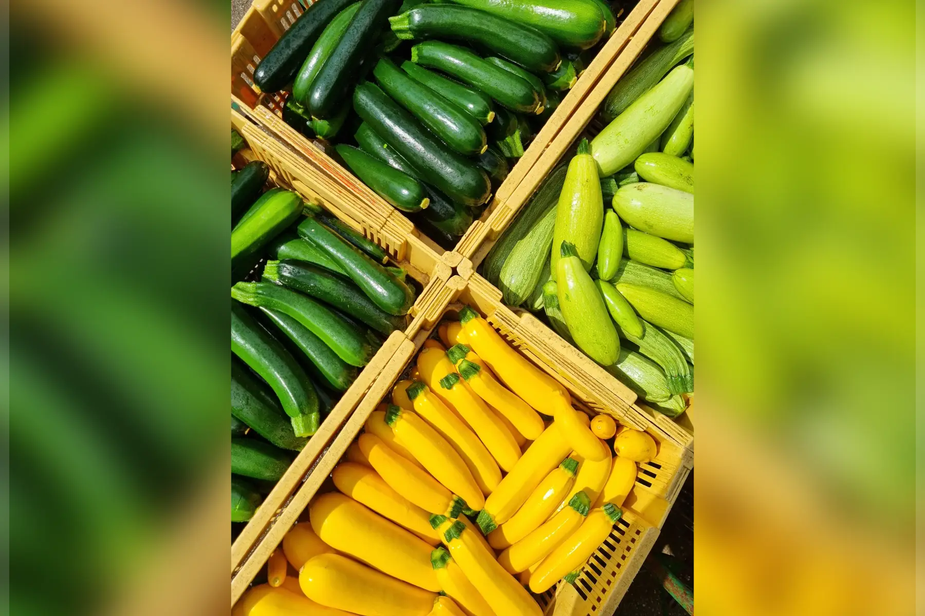 Courgettes & Cie bio (au choix)