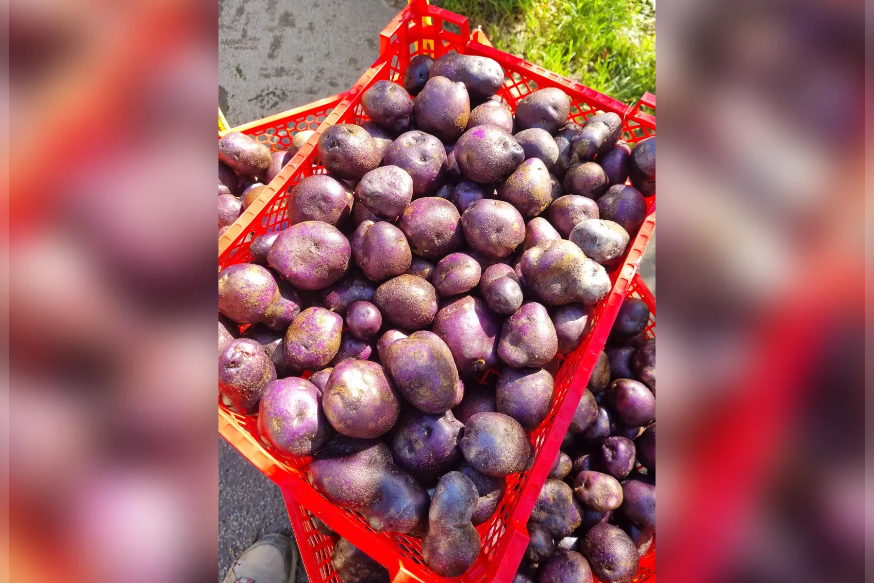 💜 Pomme de Terre nouvelle "Trufette de Baden" Bio