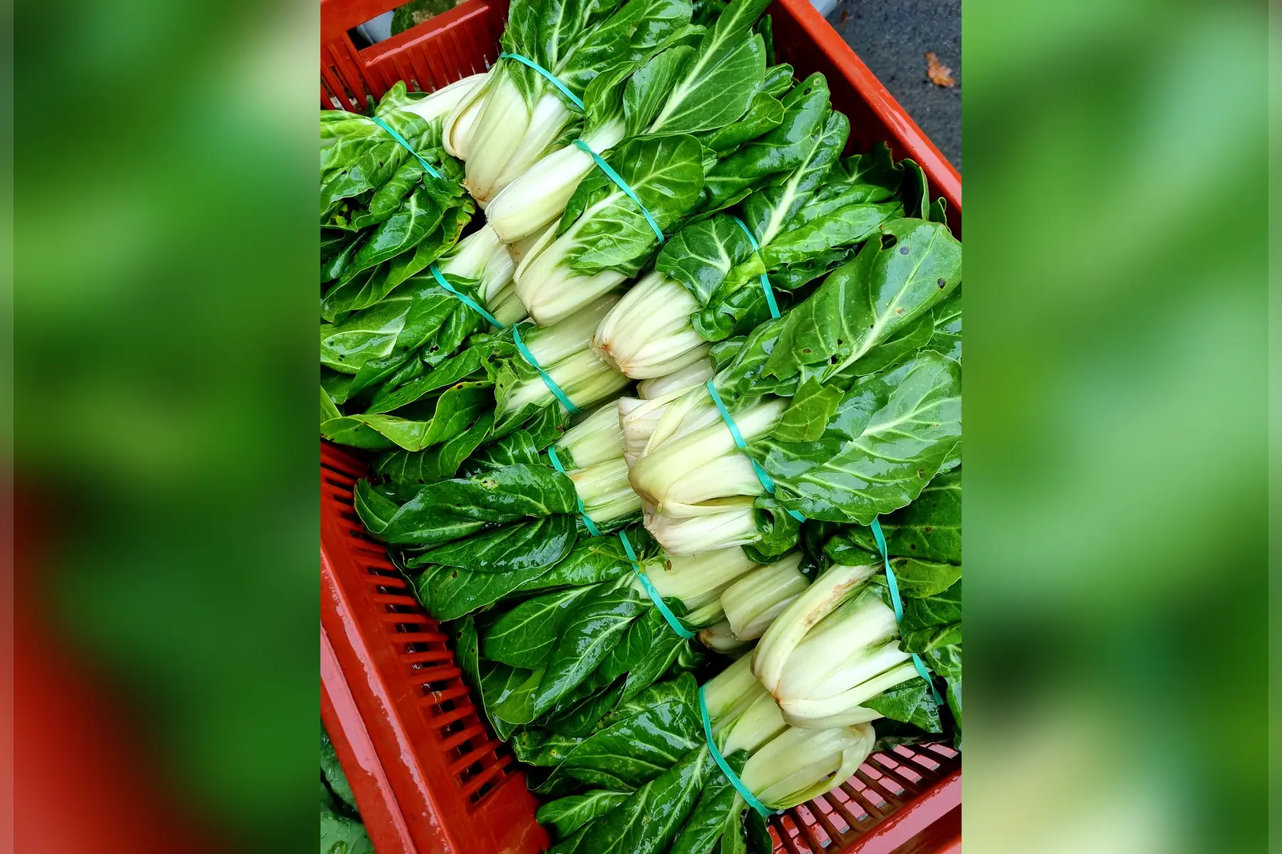 Carde / Blette bio (au choix)